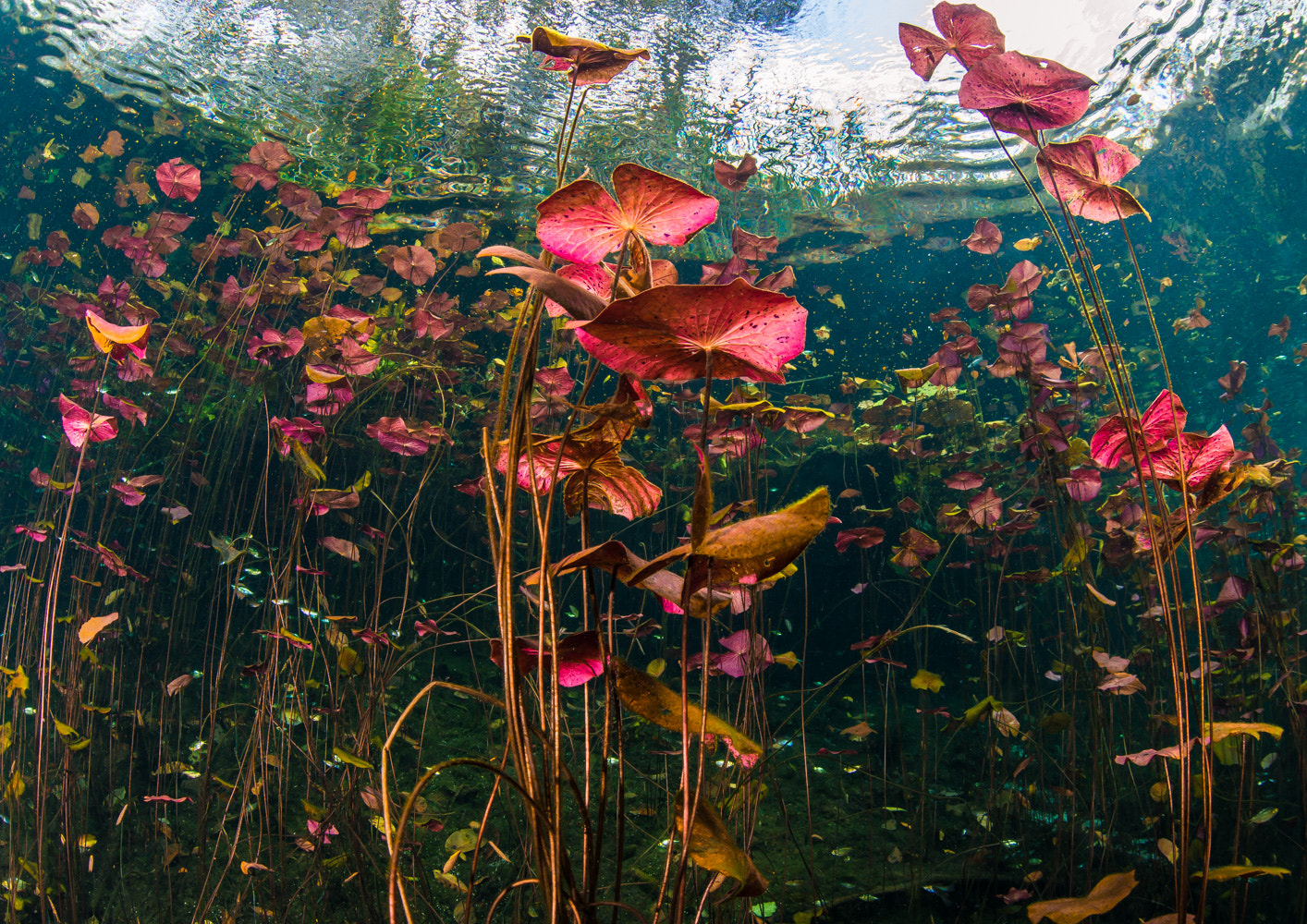 Sigma 15mm F2.8 EX DG Diagonal Fisheye sample photo. Water flower photography