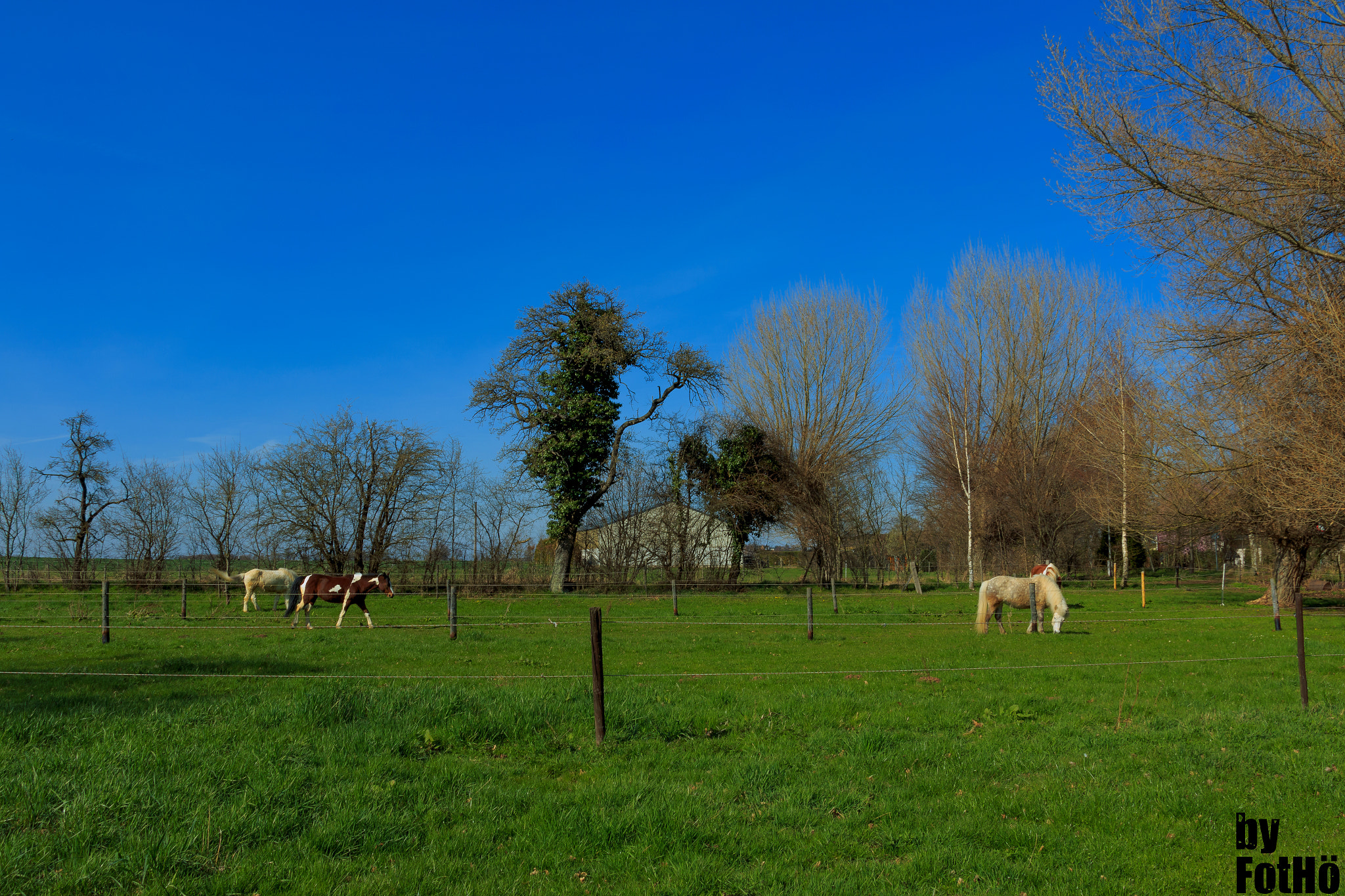 Sigma 18-250mm F3.5-6.3 DC OS HSM sample photo. Horses photography