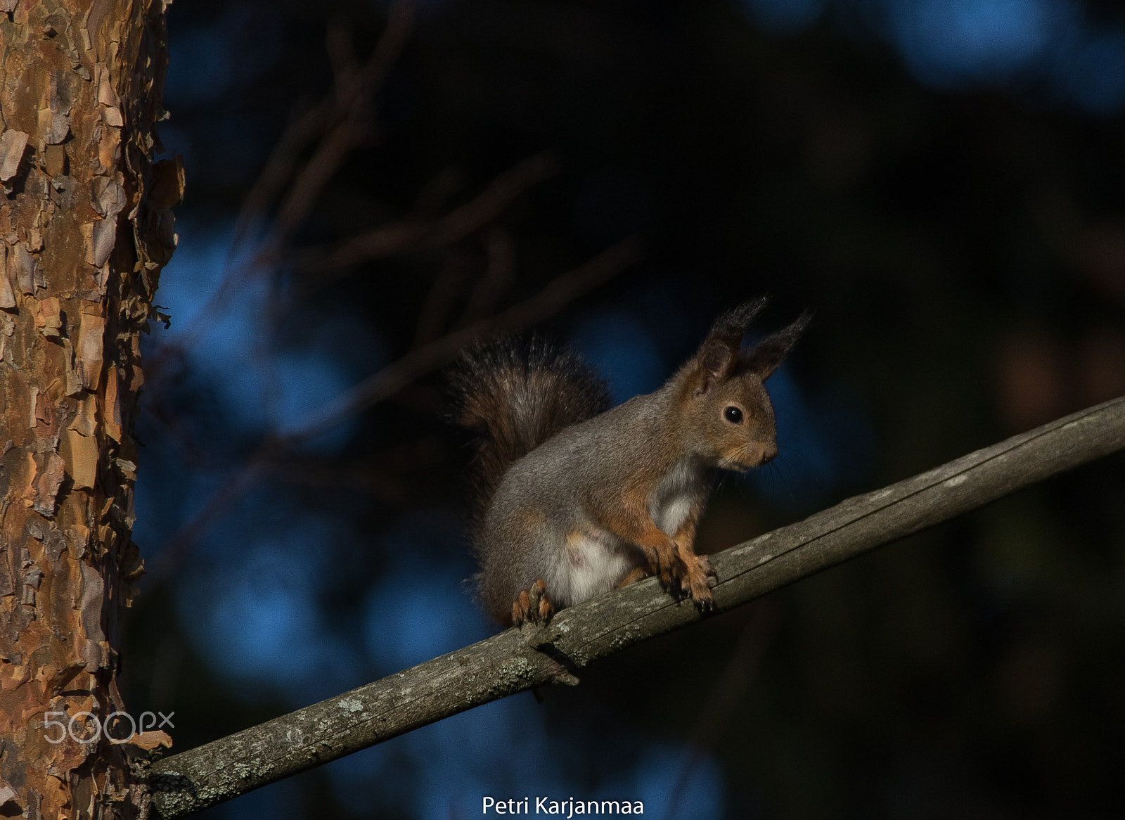Canon EF 300mm f/2.8L + 1.4x sample photo. Squirrel sunbathe photography