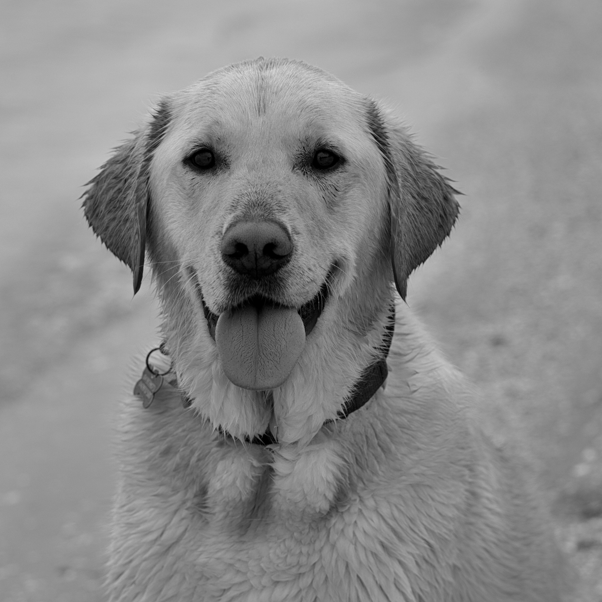 Leica M (Typ 240) + Leica Summarit-M 90mm F2.4 sample photo. Mr k, the king of unconditional love photography