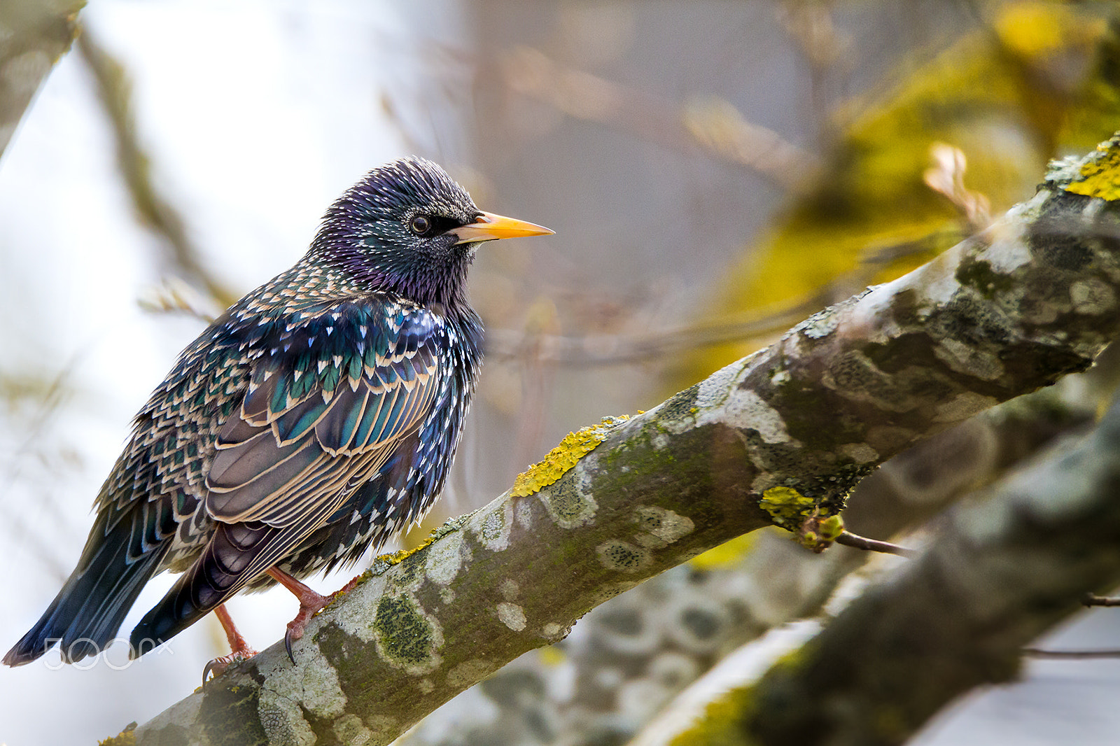 Tamron SP 150-600mm F5-6.3 Di VC USD sample photo. Star photography
