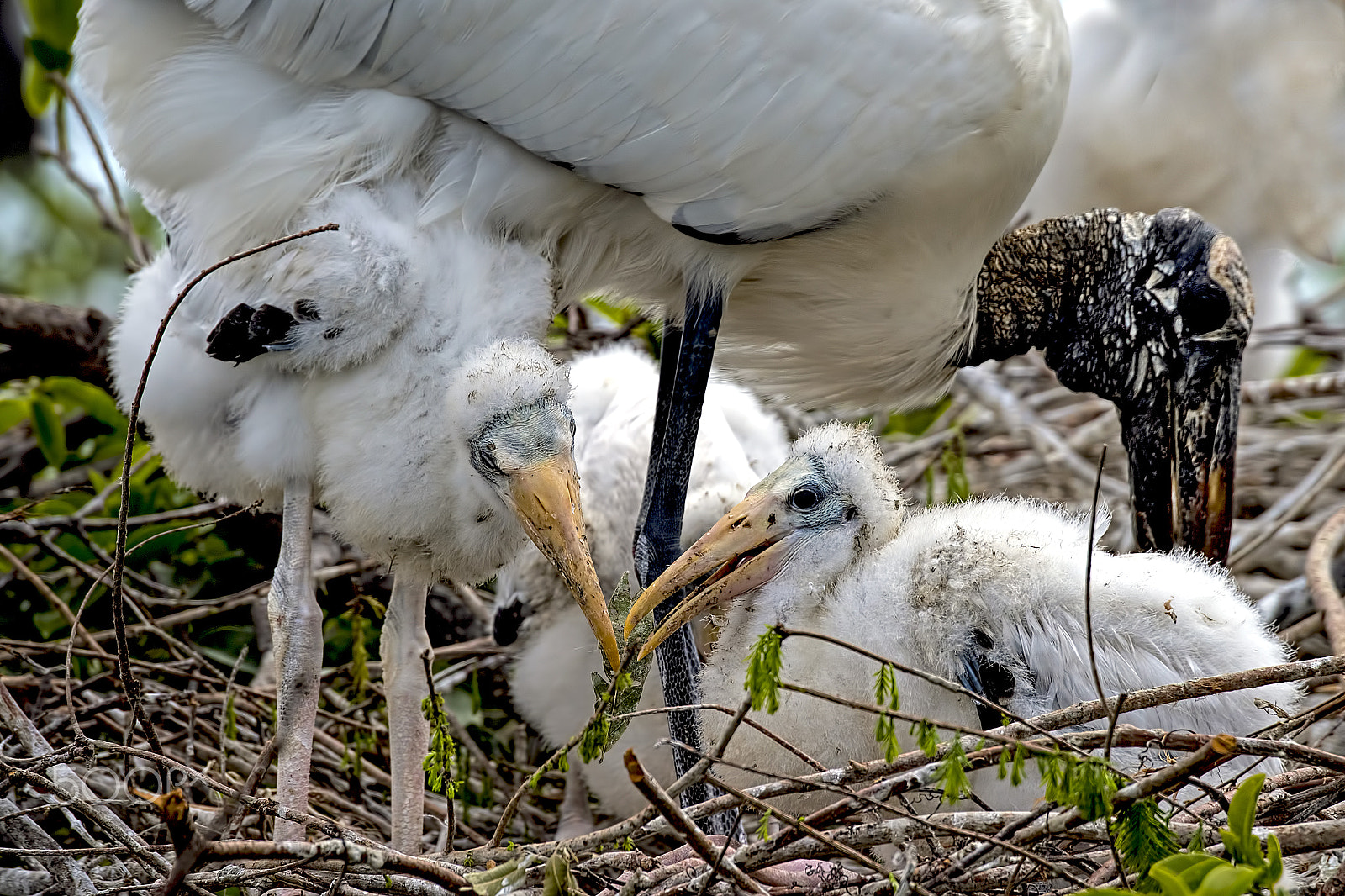 Nikon D810 sample photo. Stork chicks photography