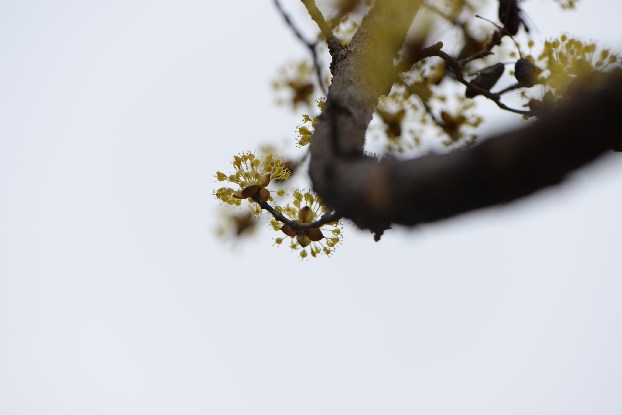 Nikon AF-S Micro-Nikkor 105mm F2.8G IF-ED VR sample photo