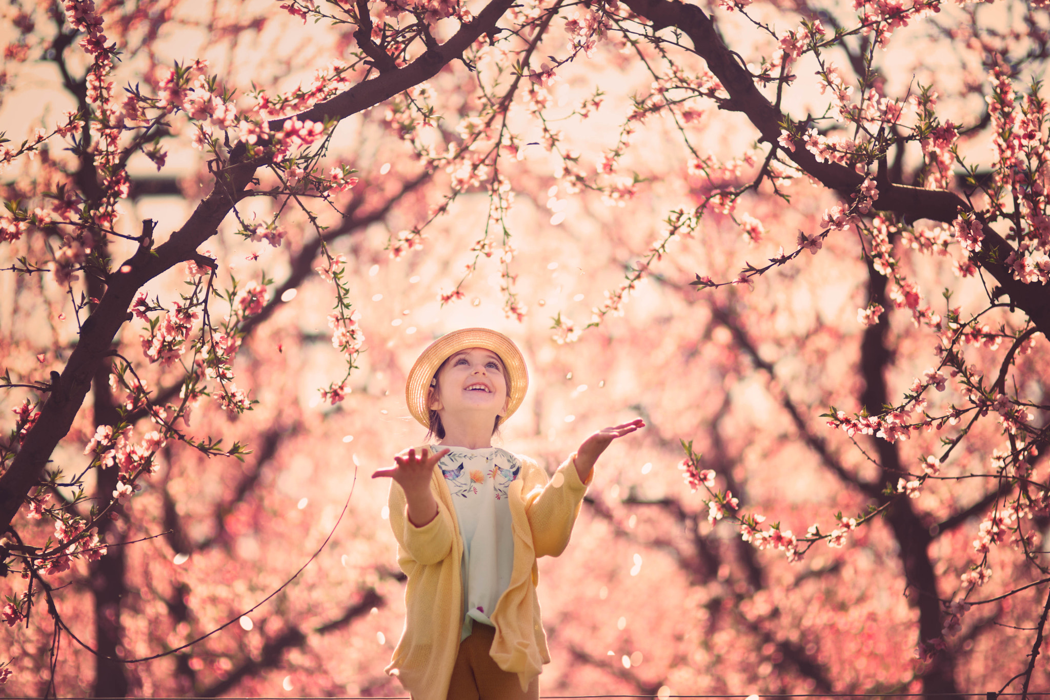 Nikon AF-S Nikkor 24-70mm F2.8G ED sample photo. The scent of a blossom photography