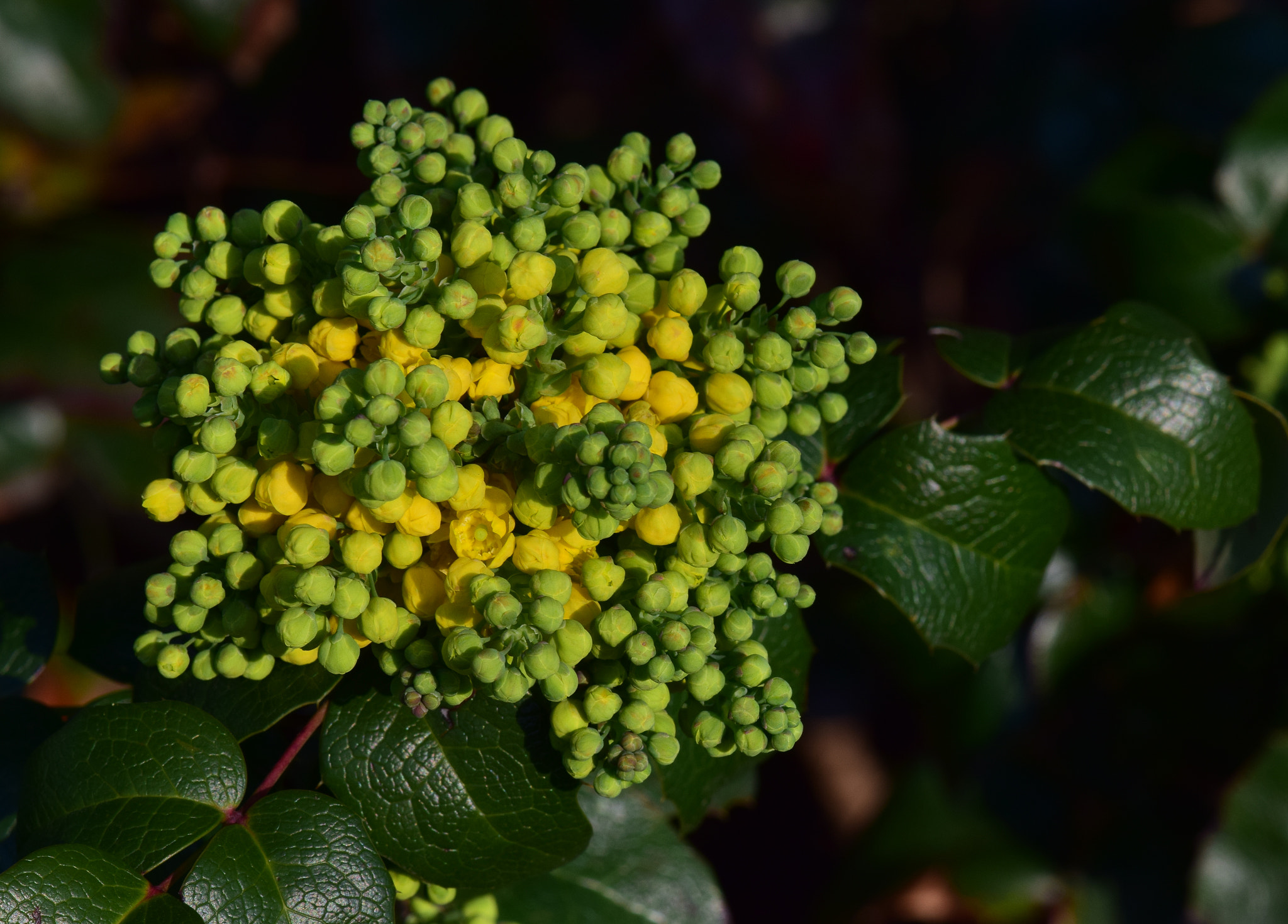 Nikon AF-S DX Micro-Nikkor 85mm F3.5G ED VR sample photo. Details photography