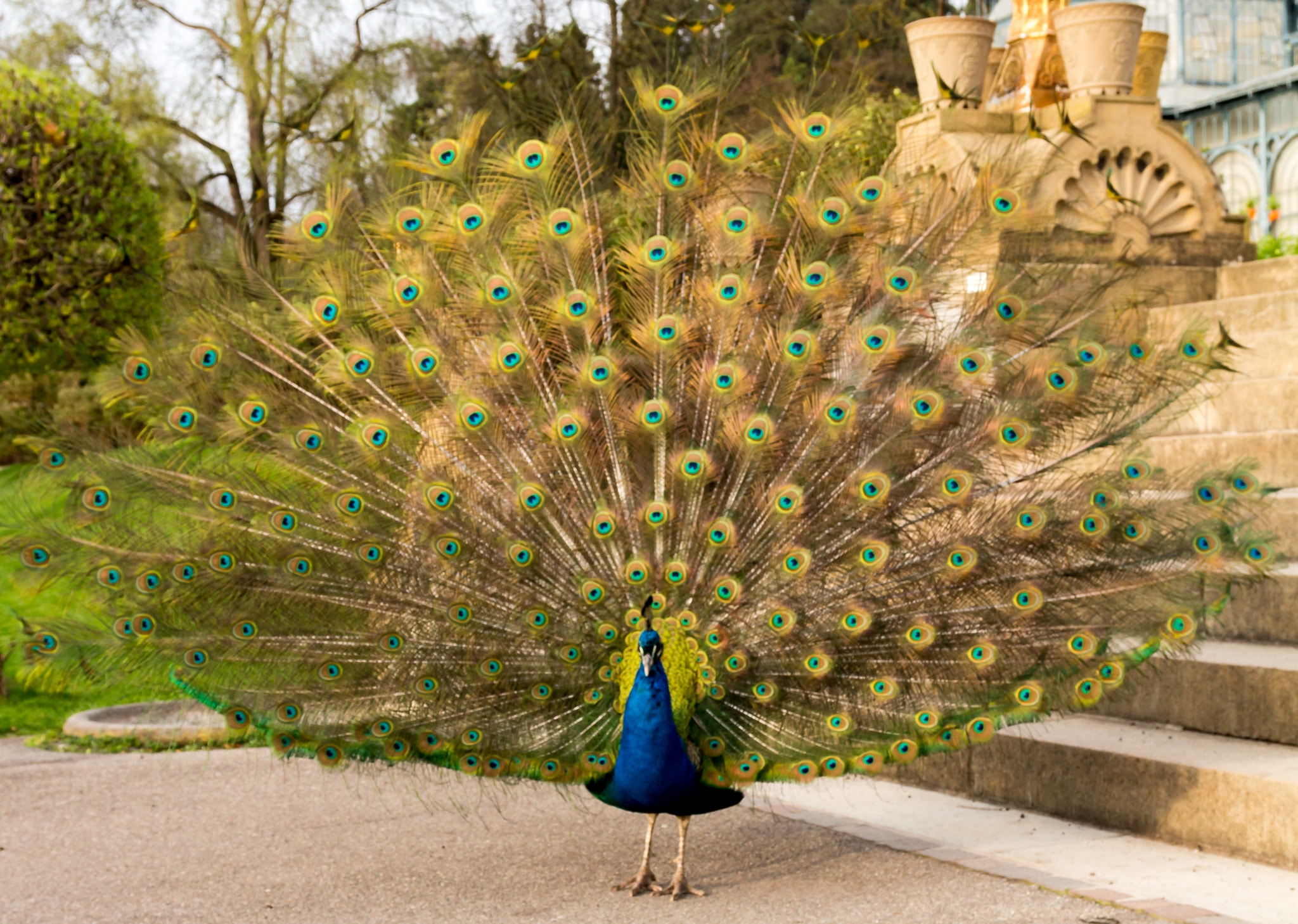 Canon EOS 700D (EOS Rebel T5i / EOS Kiss X7i) + Sigma 17-70mm F2.8-4 DC Macro OS HSM sample photo. Pfau / peacock photography