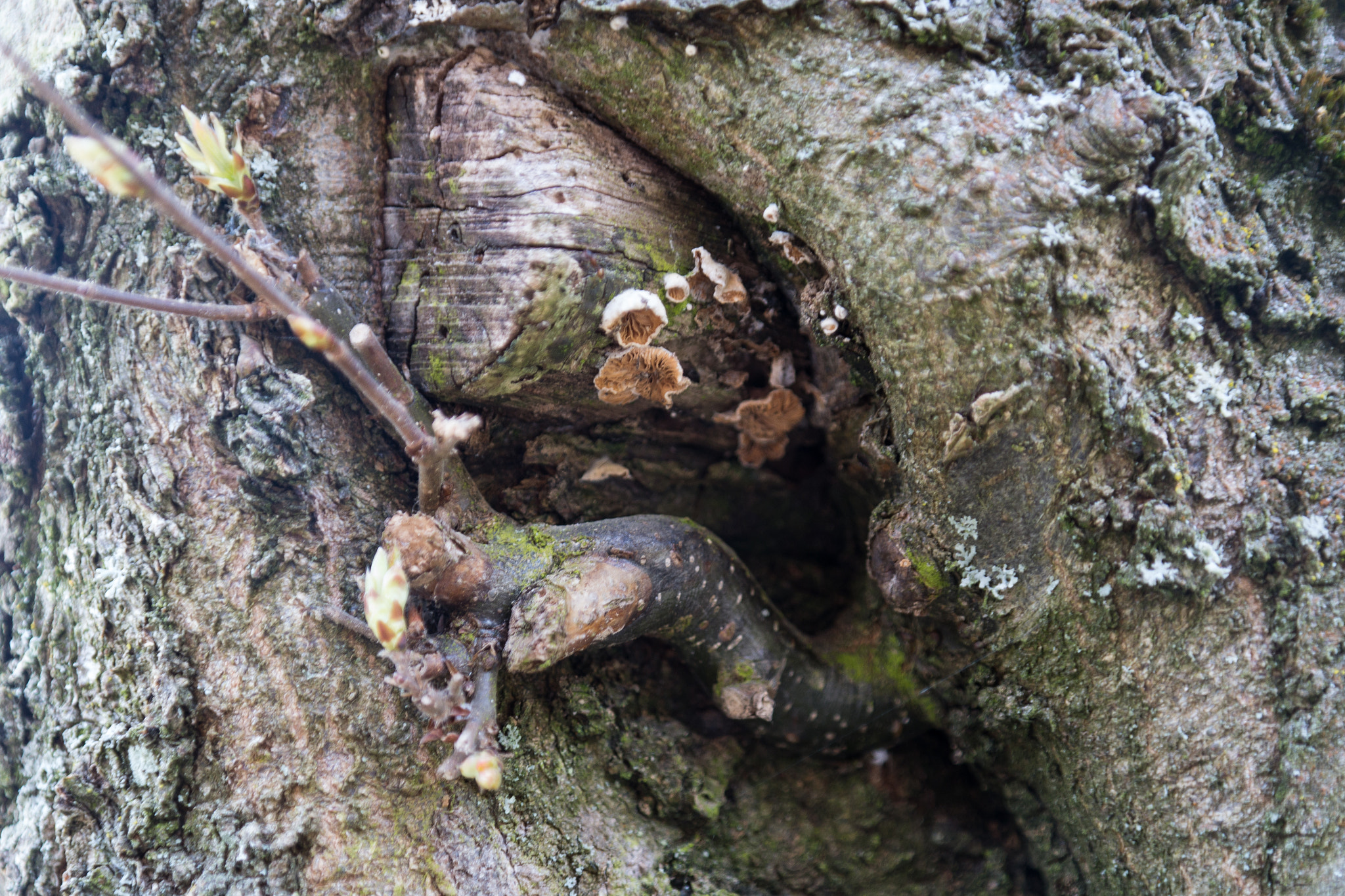 Samsung NX 18-55mm F3.5-5.6 OIS sample photo. Tree mushrooms photography