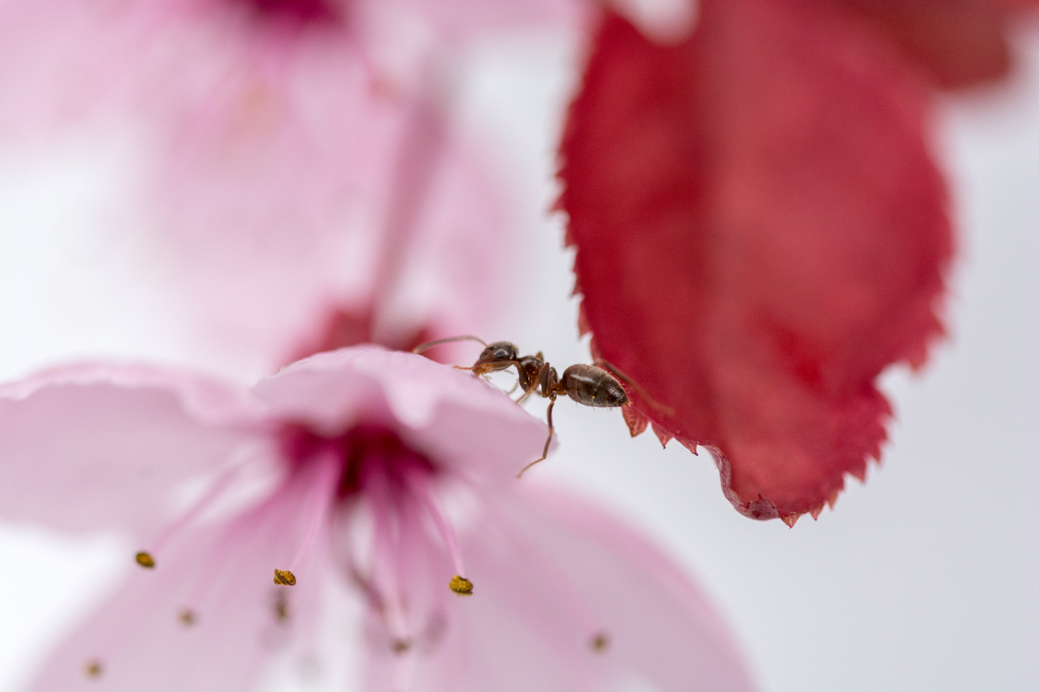 Sigma 105mm F2.8 EX DG OS HSM sample photo. Akrobatisch photography