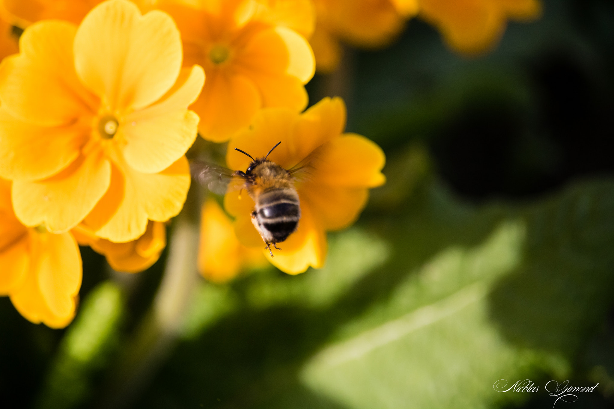 Canon EOS 750D (EOS Rebel T6i / EOS Kiss X8i) + Canon EF-S 55-250mm F4-5.6 IS STM sample photo. Bumblebee photography