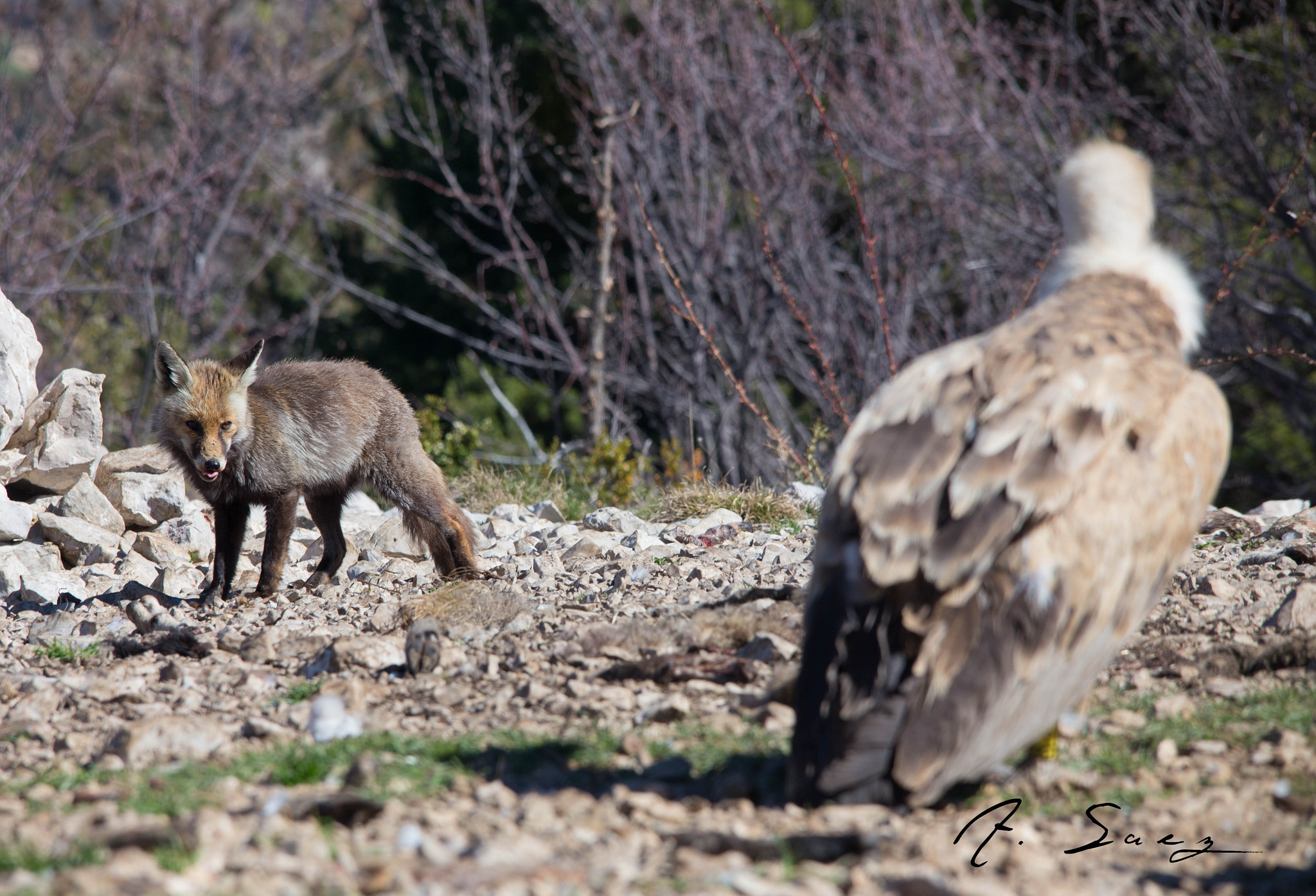 Sigma 150-500mm F5-6.3 DG OS HSM sample photo. Fight photography