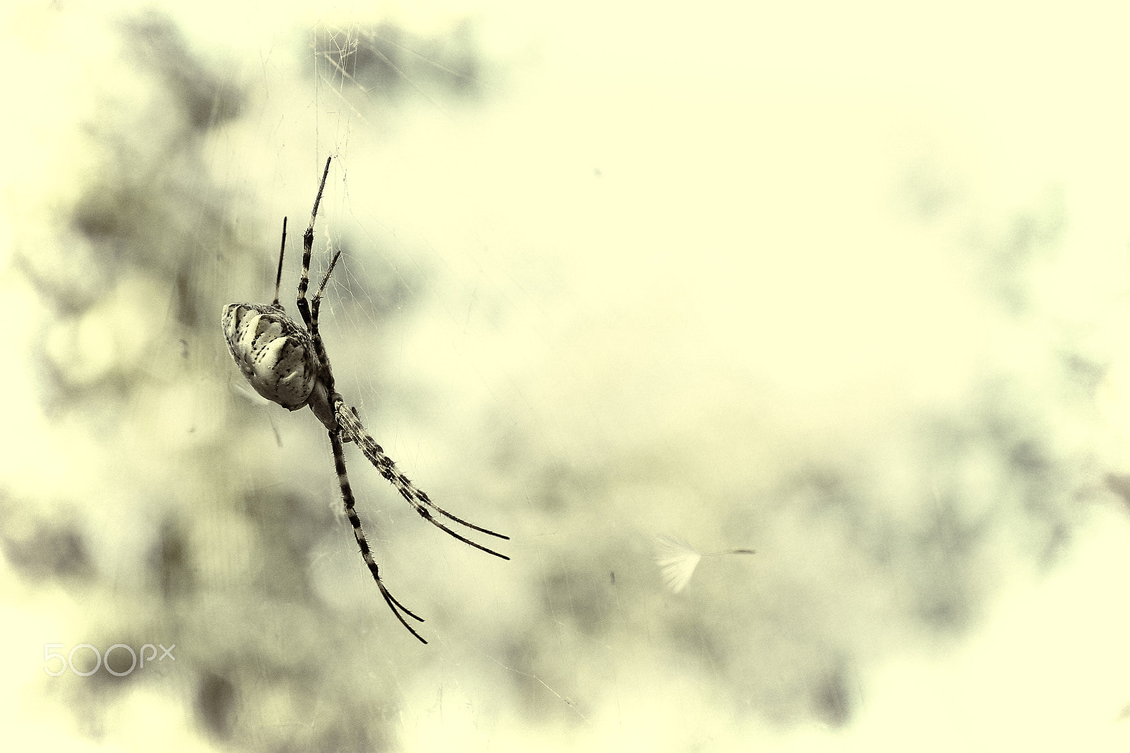 Canon EOS 7D sample photo. Spider and dandelion. Паук и одуванчик photography