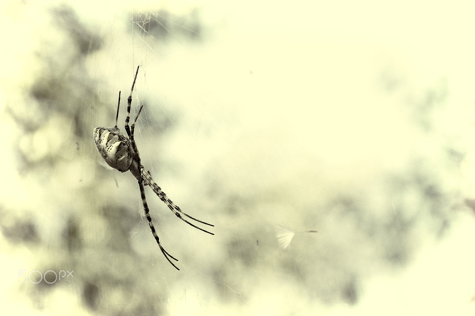 Canon EF 100mm F2.8L Macro IS USM sample photo. Spider and dandelion. Паук и одуванчик photography