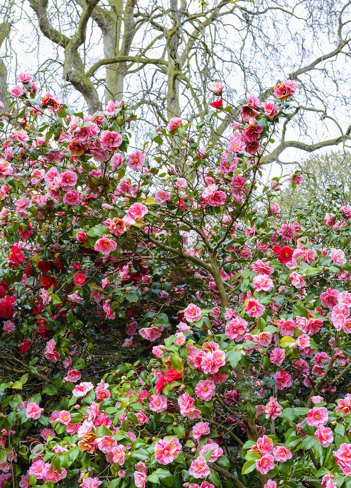 Nikon AF-S Nikkor 24-70mm F2.8G ED sample photo. Pink and red flowers photography