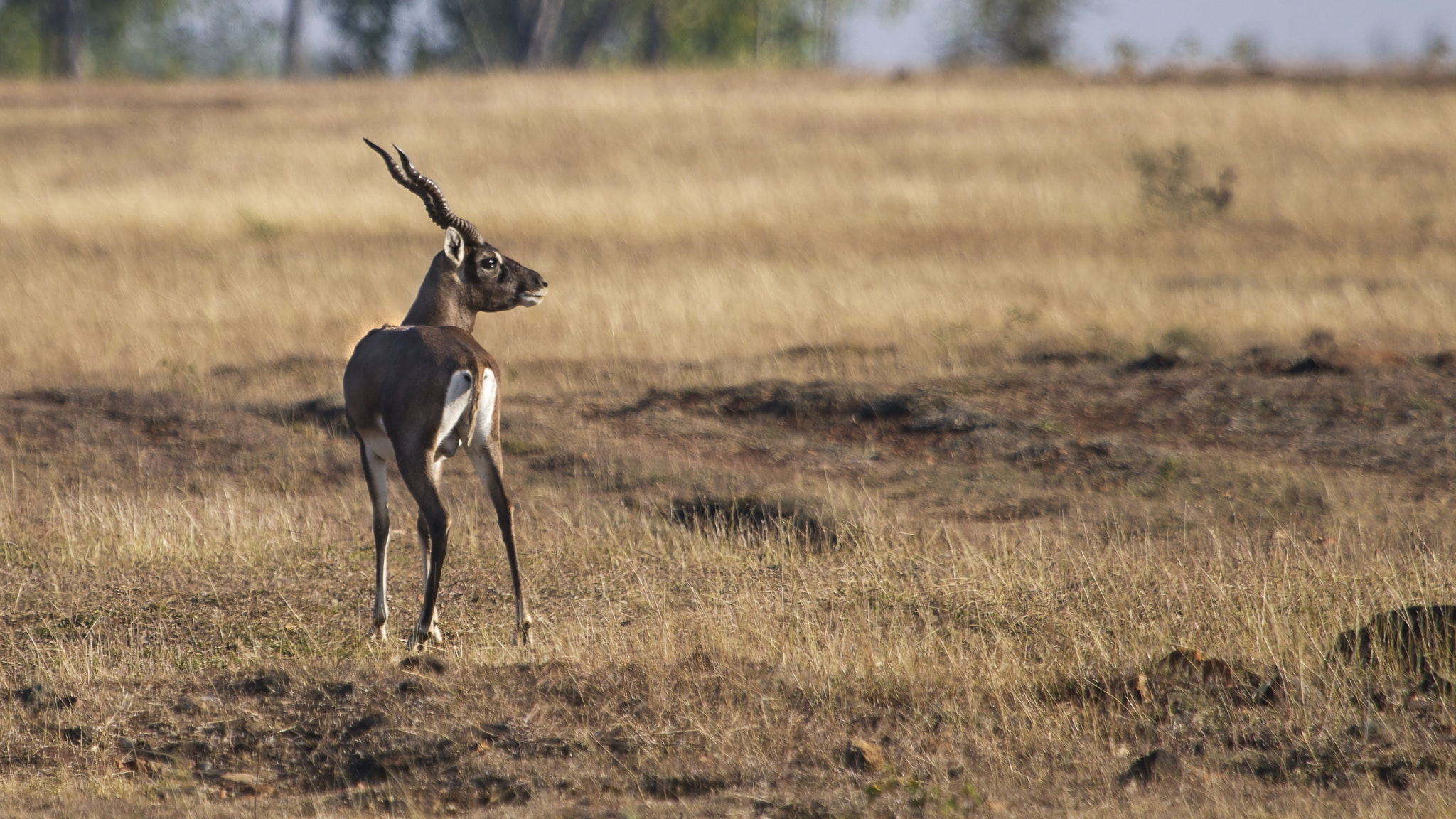 Canon EF 100-400mm F4.5-5.6L IS USM sample photo. Blackbuck!!! o my my what a beautiful creature.... photography