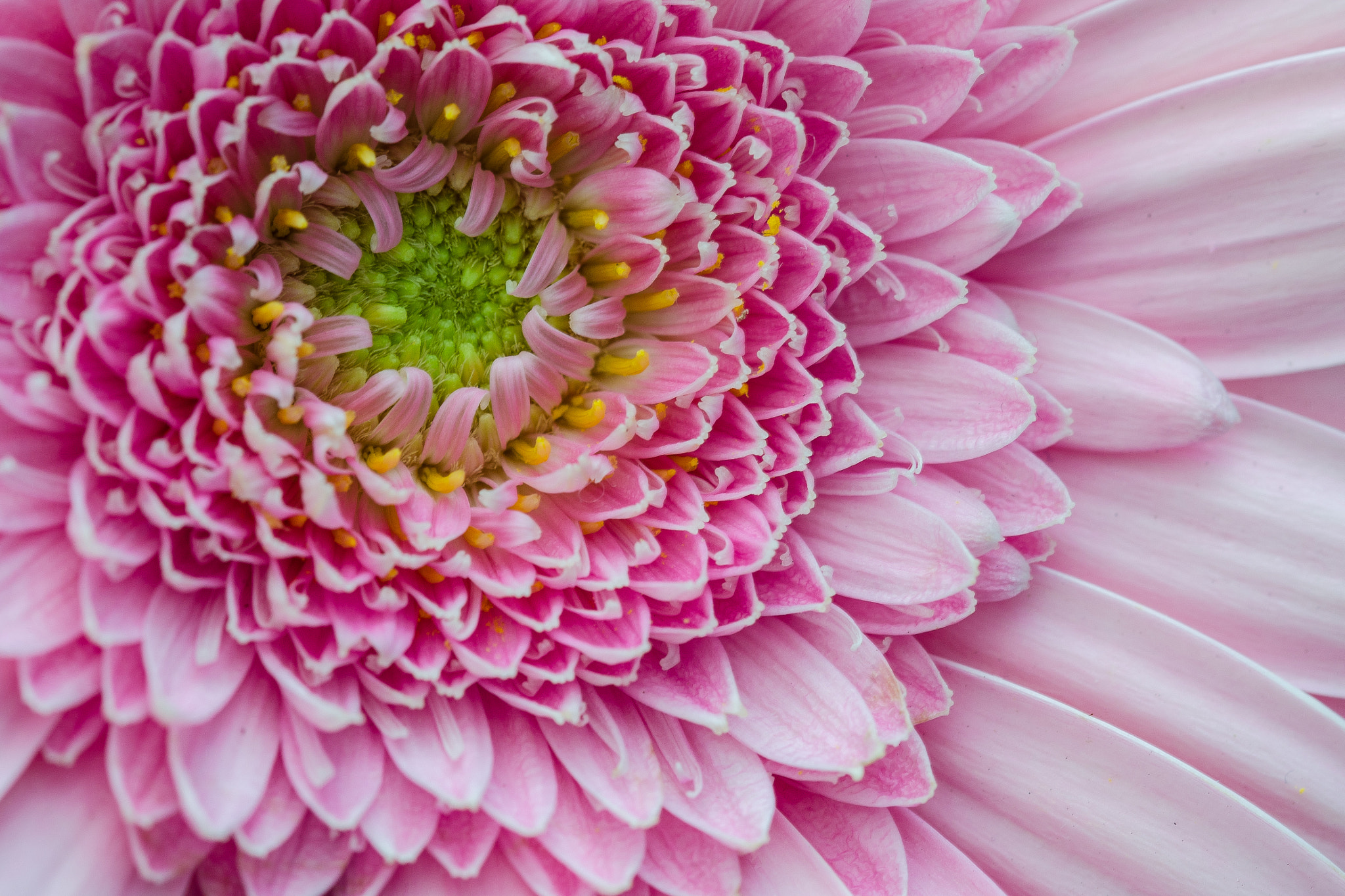 Sigma 105mm F2.8 EX DG OS HSM sample photo. Macro of flower photography