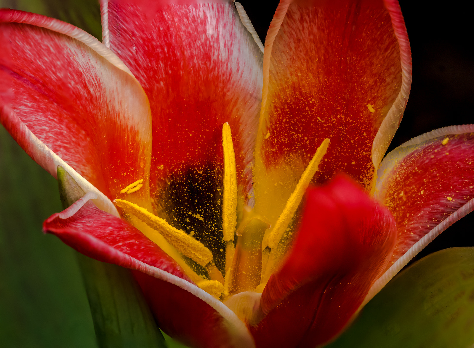Sony SLT-A58 + 105mm F2.8 sample photo. Tulip photography