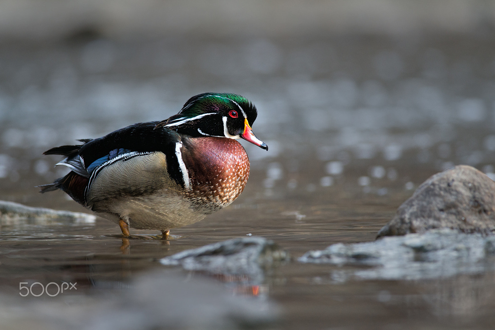 Nikon D800E + Nikon AF-S Nikkor 300mm F4D ED-IF sample photo. Intense woody photography