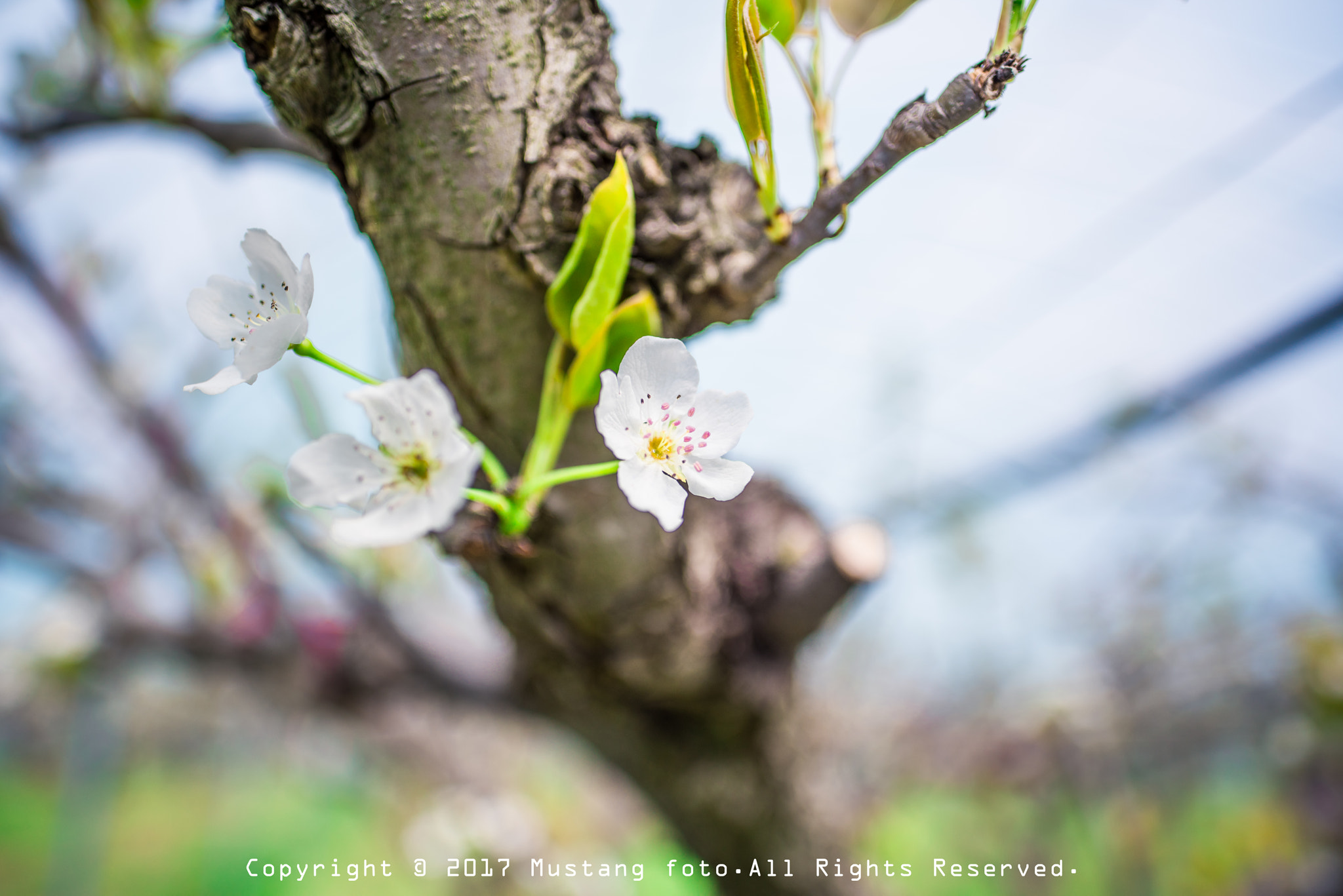 Nikon D810 sample photo. Sakura ii photography