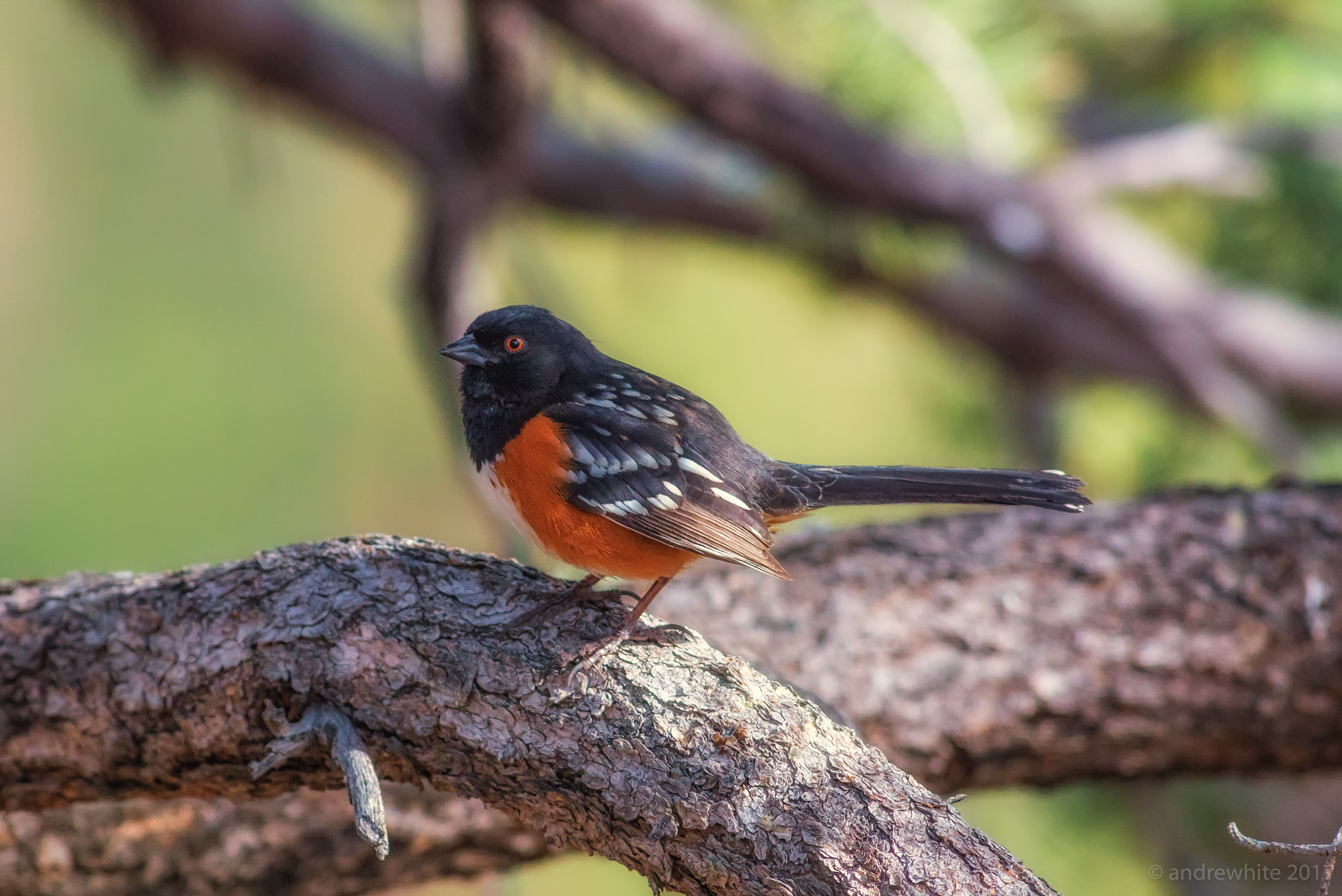 Nikon D800 sample photo. Spotted towhee photography