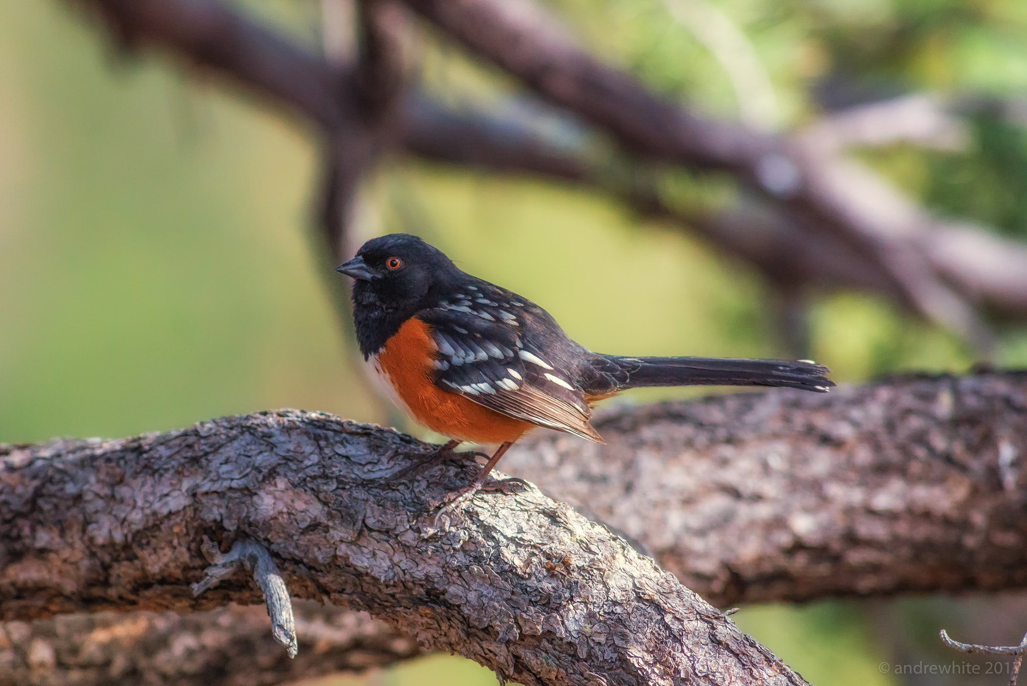 Nikon AF-S Nikkor 300mm F2.8G ED VR II sample photo. Spotted towhee photography