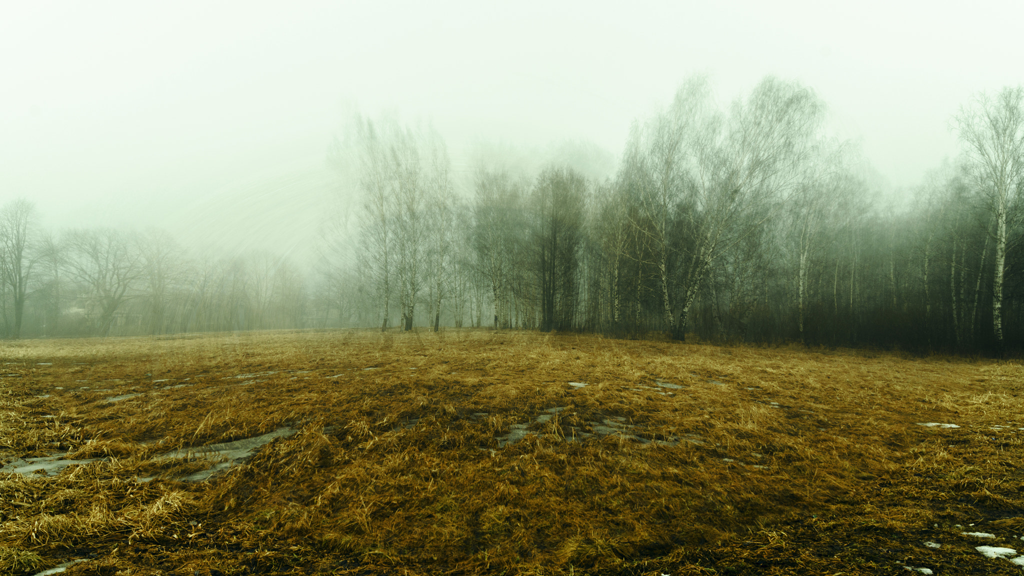 Sony SLT-A35 + Sony DT 18-55mm F3.5-5.6 SAM sample photo. Forest in peterhof photography