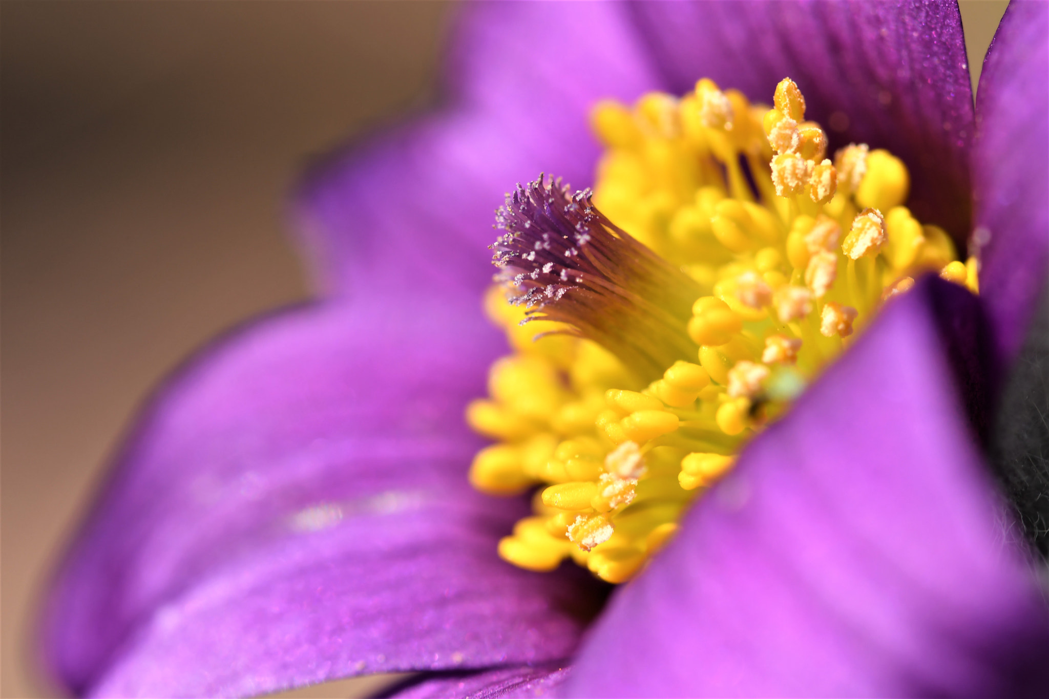 Sigma 105mm F2.8 EX DG OS HSM sample photo. Blaze of colour photography