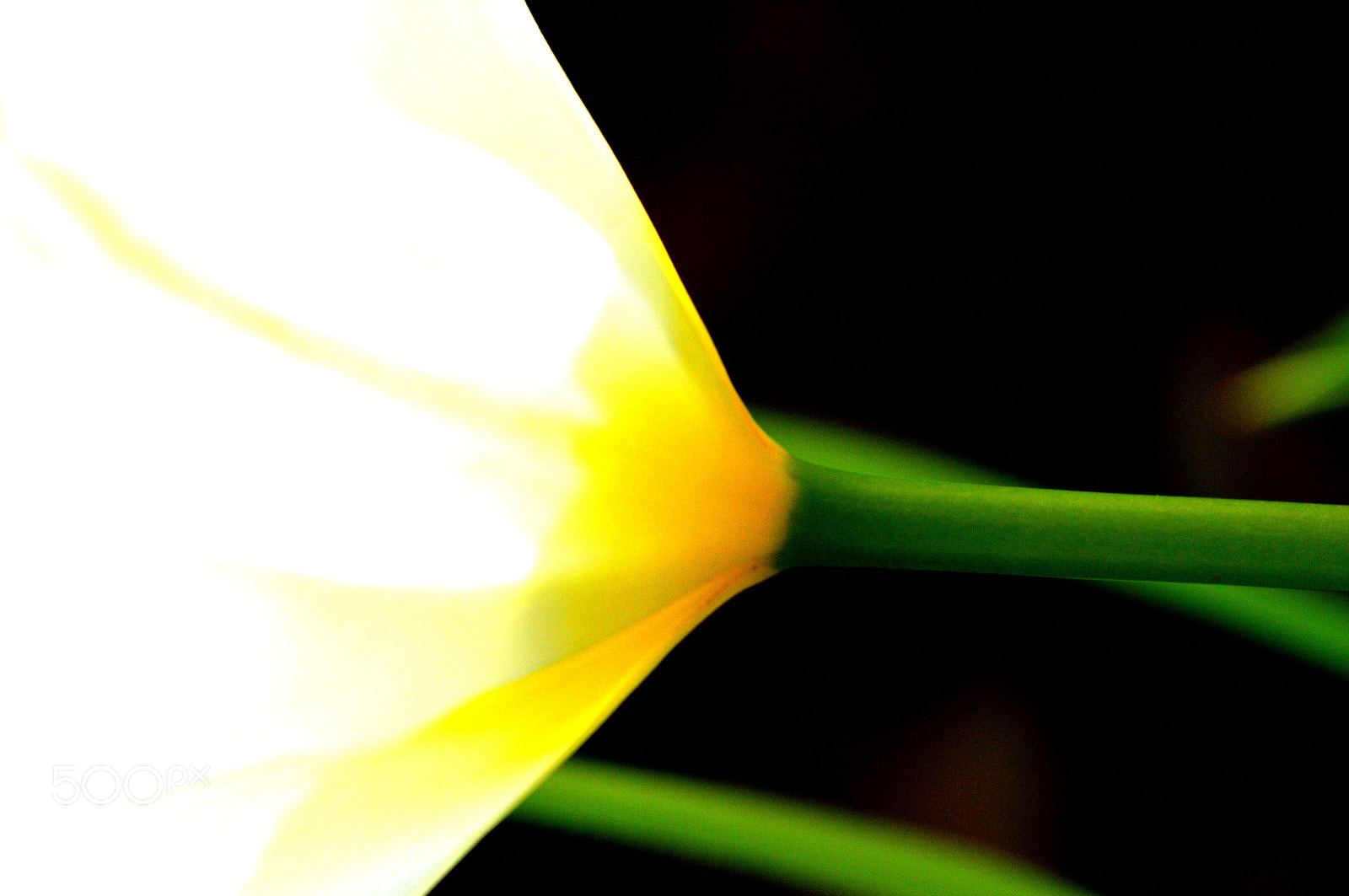 Sigma 105mm F2.8 EX DG OS HSM sample photo. Glow photography