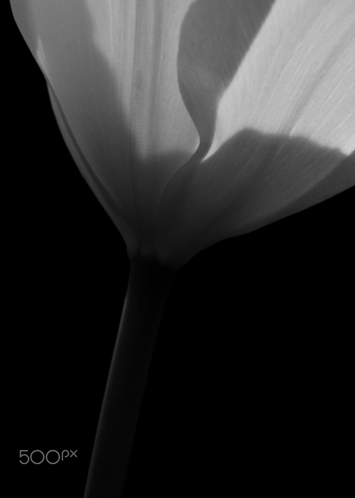 Sigma 105mm F2.8 EX DG OS HSM sample photo. Shadow photography