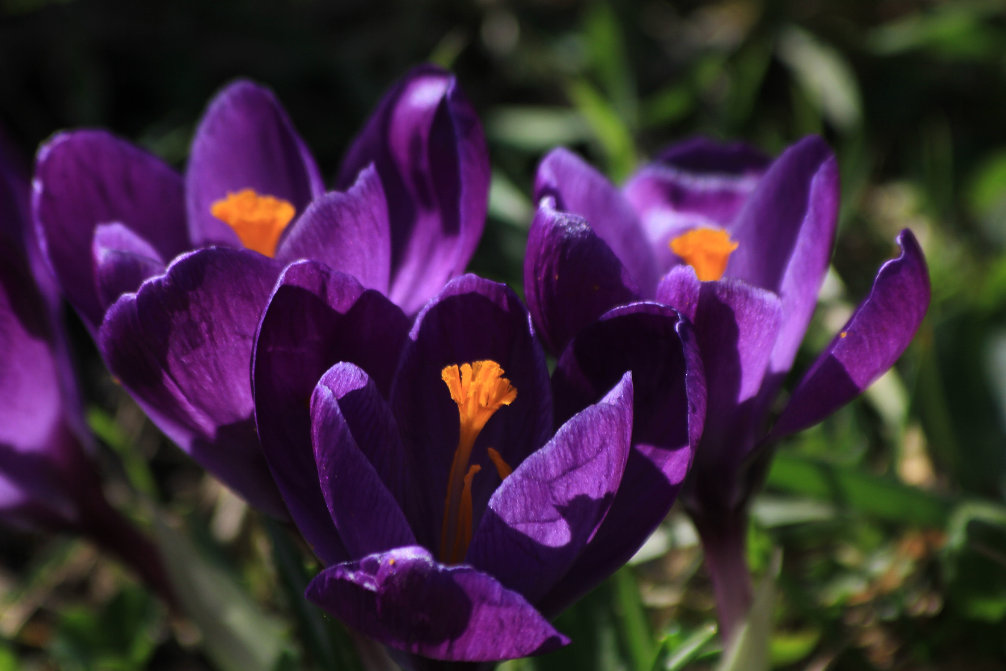 Canon EF 70-300mm F4-5.6 IS USM sample photo. Purple dream photography