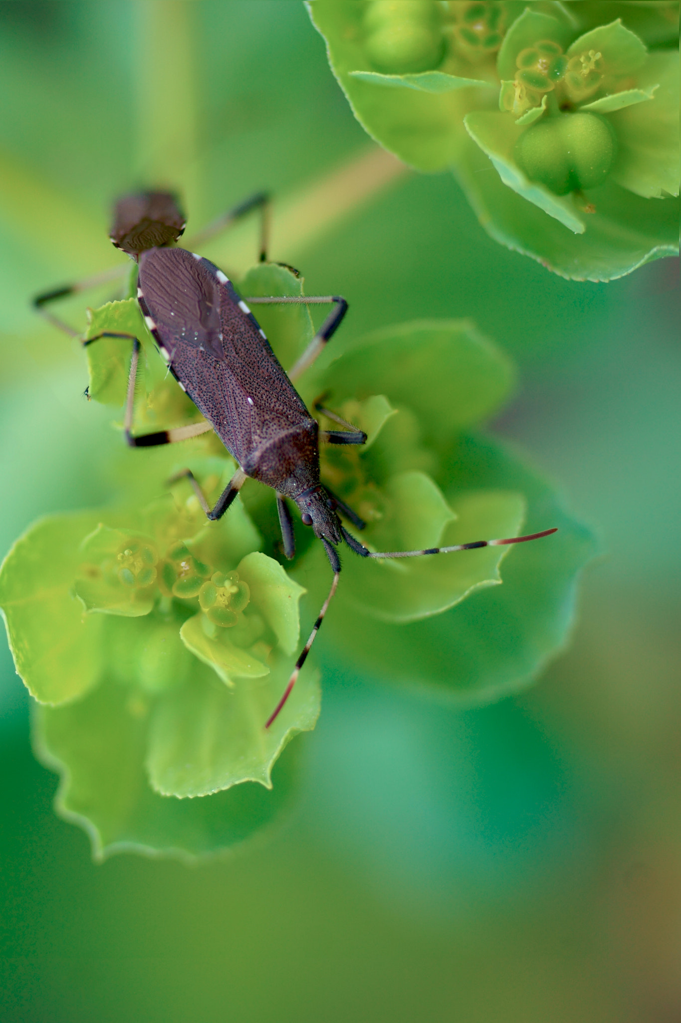 Sony a6000 + Tamron SP AF 90mm F2.8 Di Macro sample photo. Chinche damisela común photography