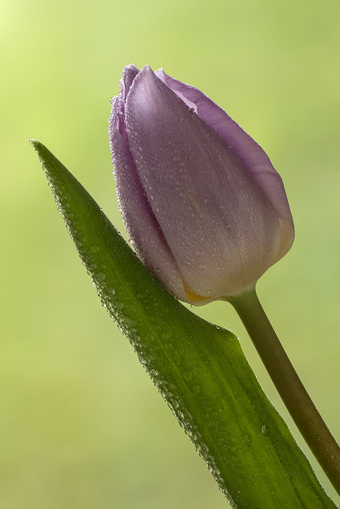 Canon EOS 40D + Tamron SP AF 90mm F2.8 Di Macro sample photo. The lady photography