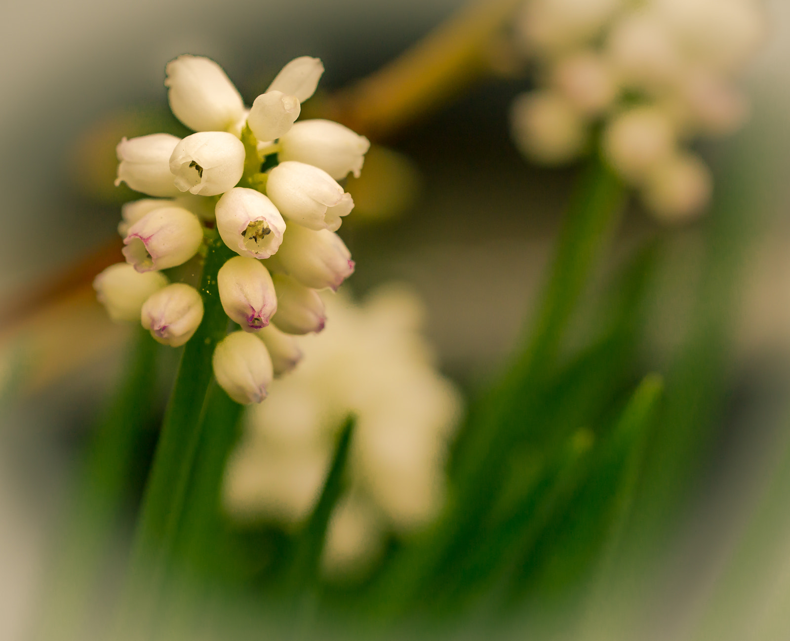 105mm F2.8 sample photo. Wit druifje photography