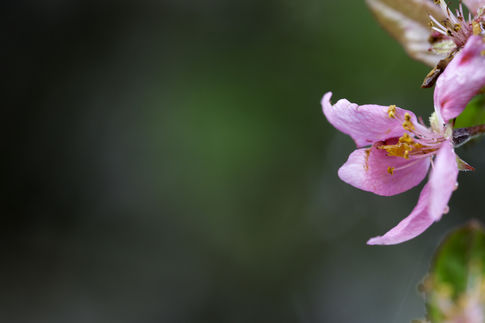 Sony a6000 + Sony FE 90mm F2.8 Macro G OSS sample photo. Bca photography