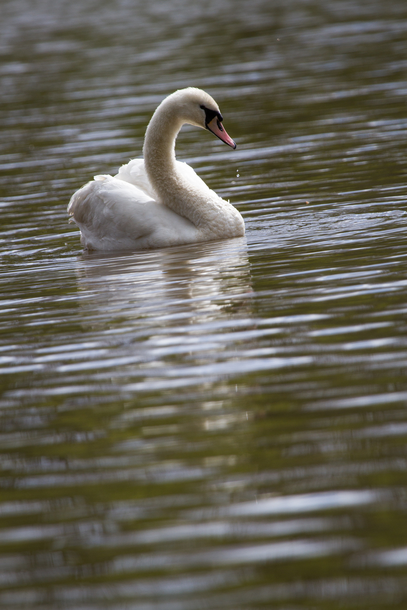 Canon EF 100-400mm F4.5-5.6L IS USM sample photo. Img photography