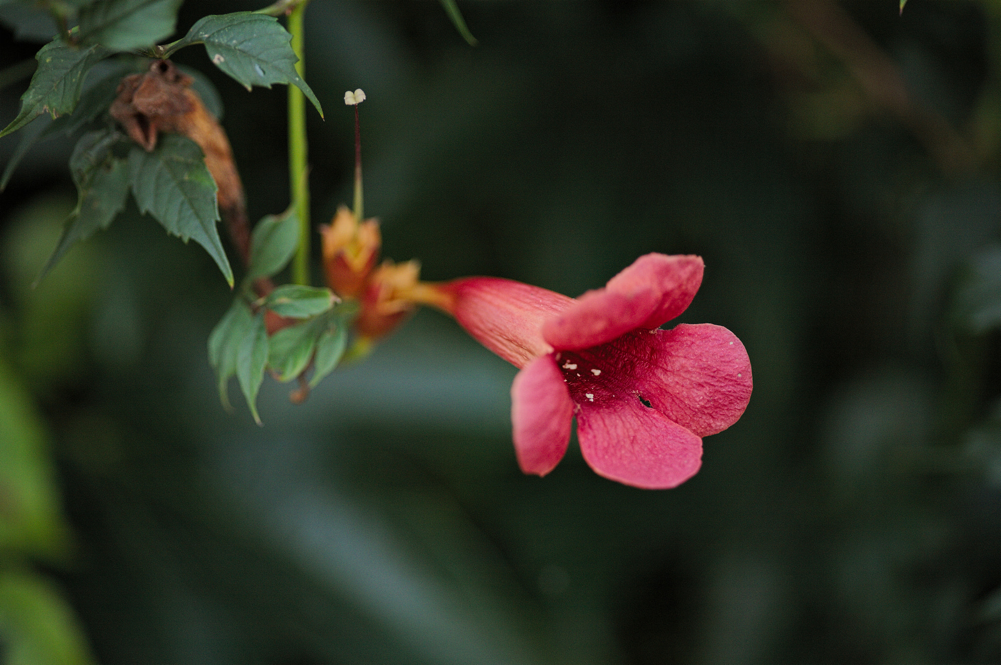 Canon EOS 5D + Sigma 105mm F2.8 EX DG Macro sample photo. Img_3023.jpg photography