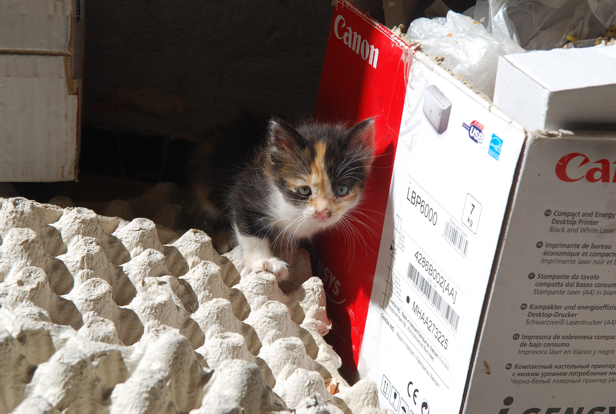 Nikon D40X sample photo. Cat <3 photography