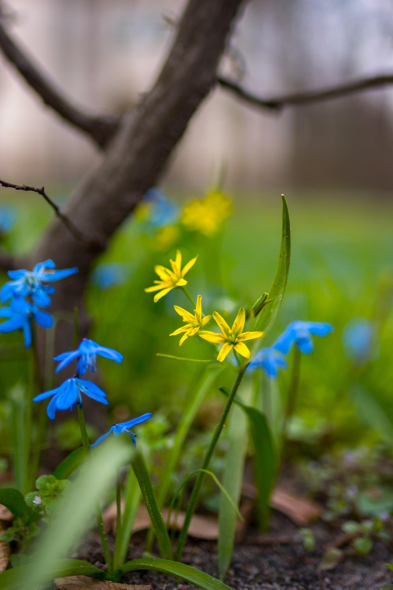 Nikon D7200 + Tamron SP 35mm F1.8 Di VC USD sample photo. Spring  photography