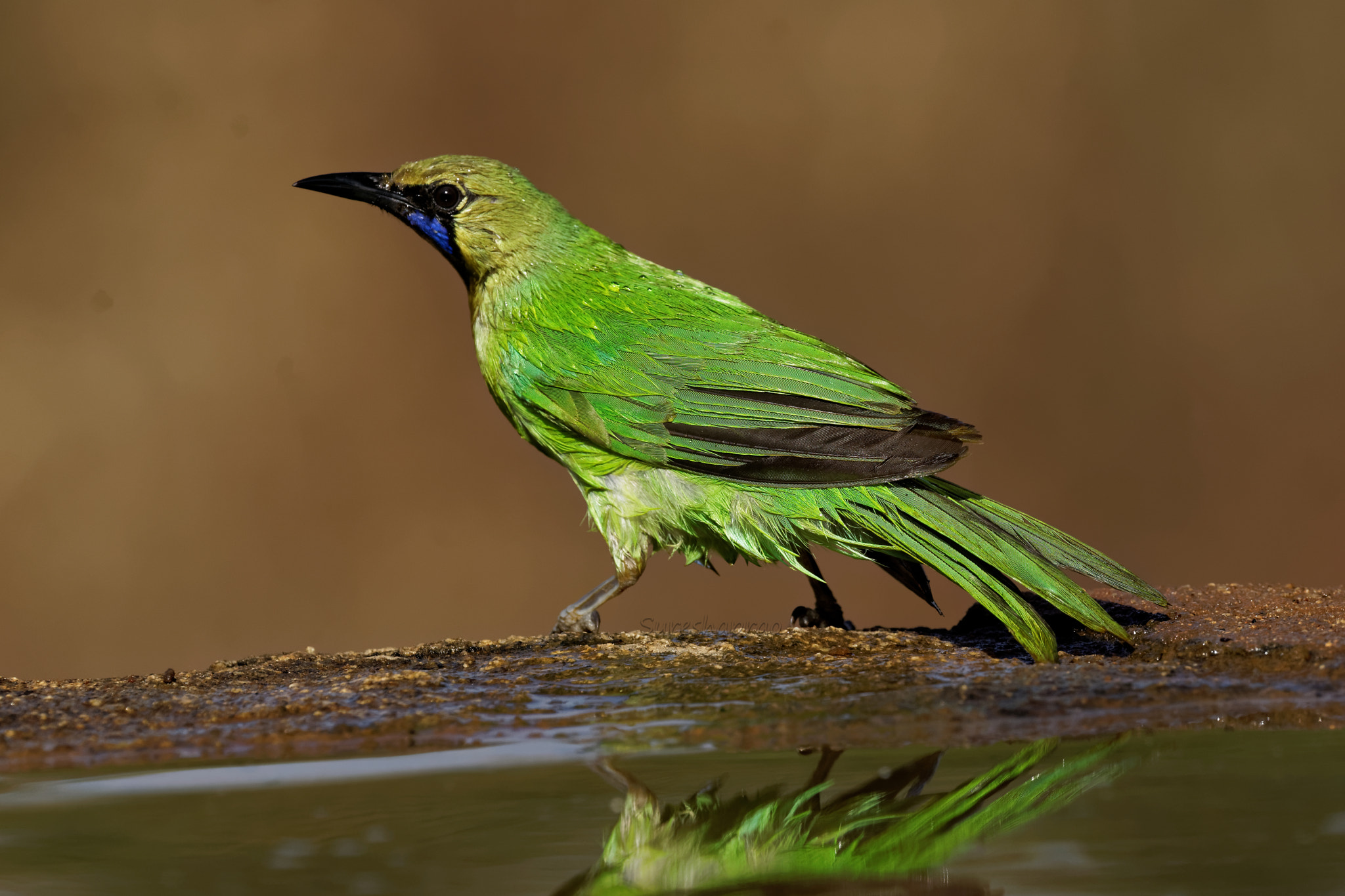 Sony 500mm F4 G SSM sample photo. Jerdons leaf bird photography