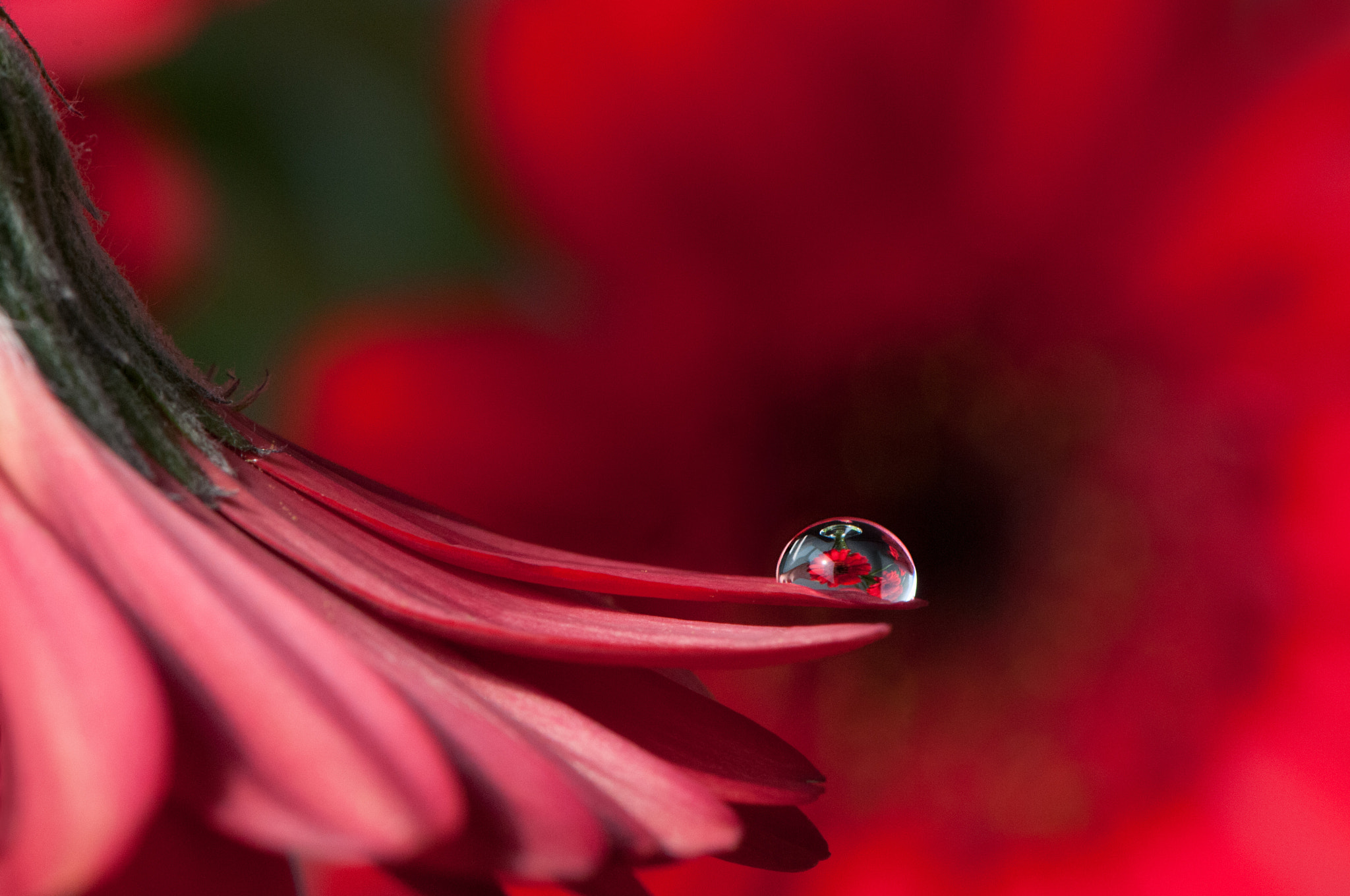Nikon AF-S Micro-Nikkor 105mm F2.8G IF-ED VR sample photo. Reflection photography