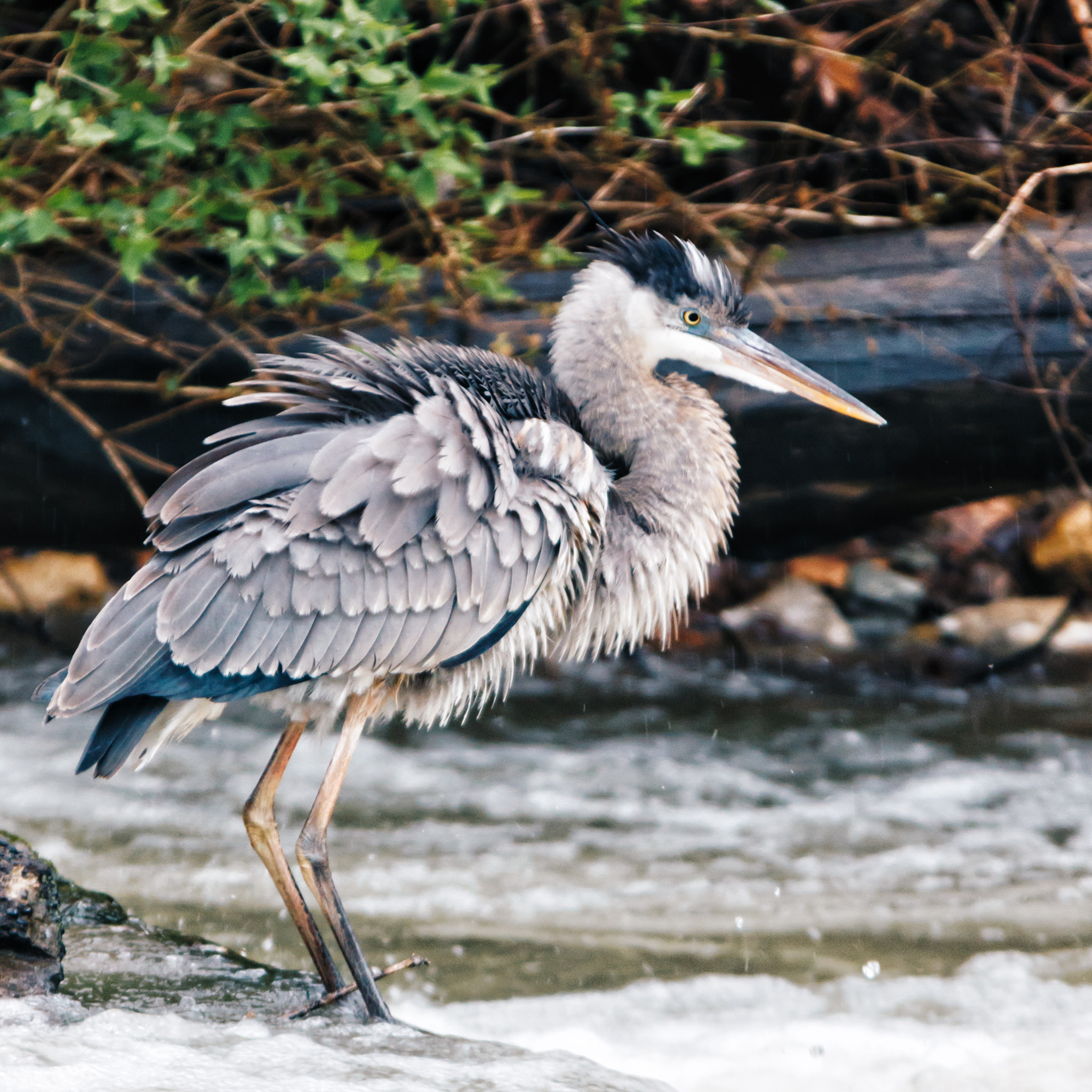 Canon EOS 7D Mark II + Sigma 150-500mm F5-6.3 DG OS HSM sample photo. Heron in the rain photography