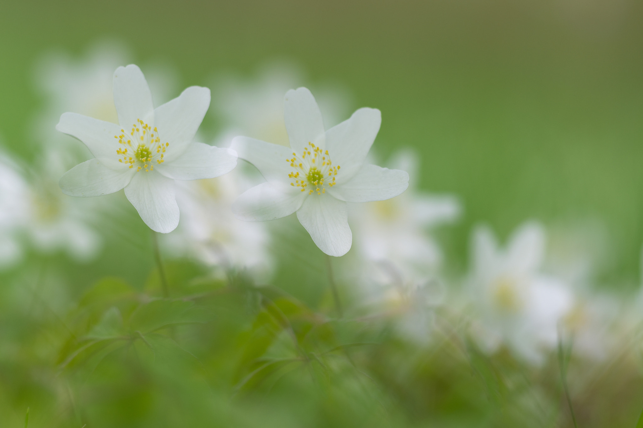 Sigma 150mm F2.8 EX DG Macro HSM sample photo. Anemone nemorosa photography