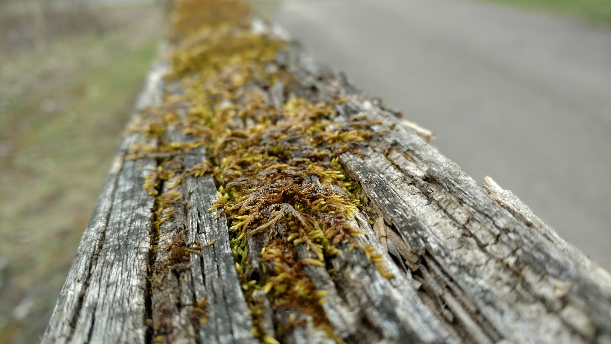 Motorola Moto X Pure Edition sample photo. Nature photography