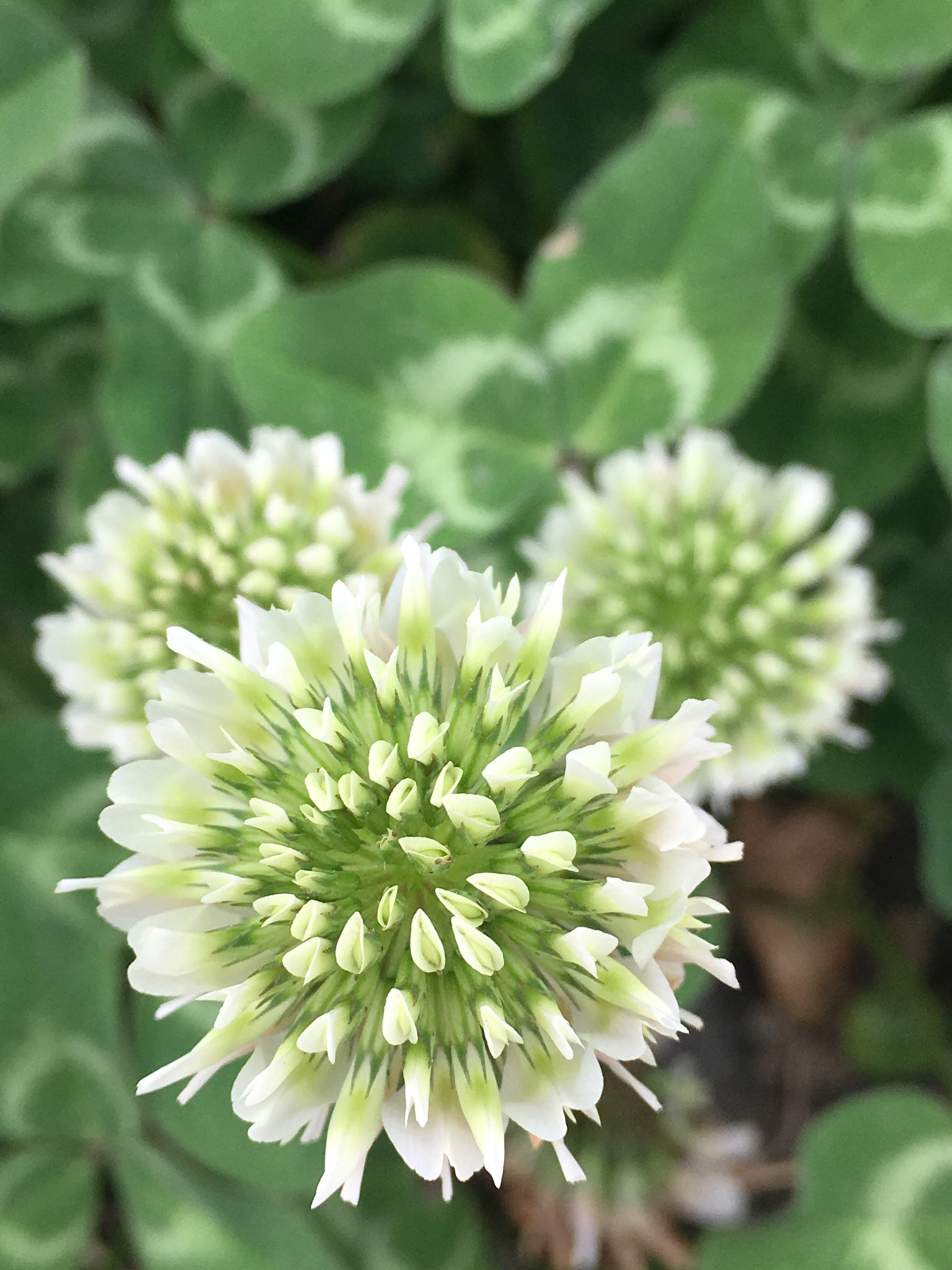 Apple iPhone8,4 sample photo