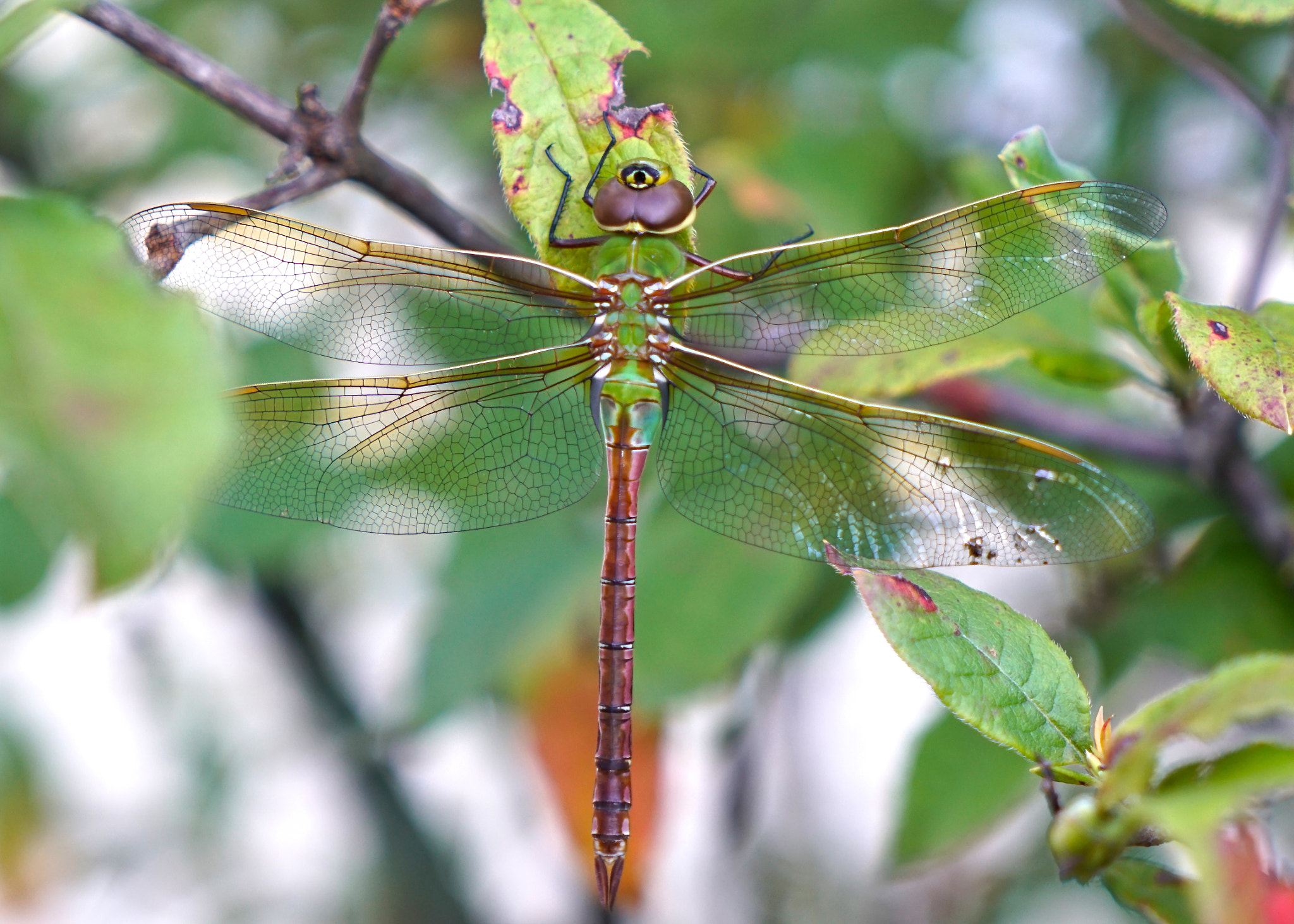 Sony a7R II + Sony Vario Tessar T* FE 24-70mm F4 ZA OSS sample photo. Common green darner dragonfly photography