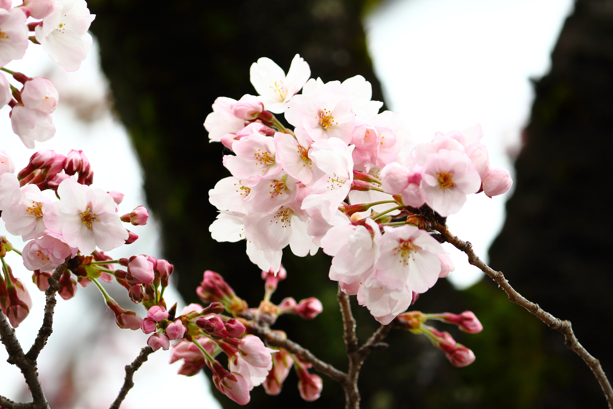 Canon EOS 100D (EOS Rebel SL1 / EOS Kiss X7) sample photo. Sakura photography