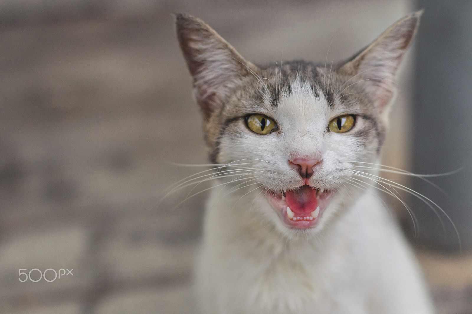 Canon EOS 70D + Canon EF 50mm F1.4 USM sample photo. Meow photography