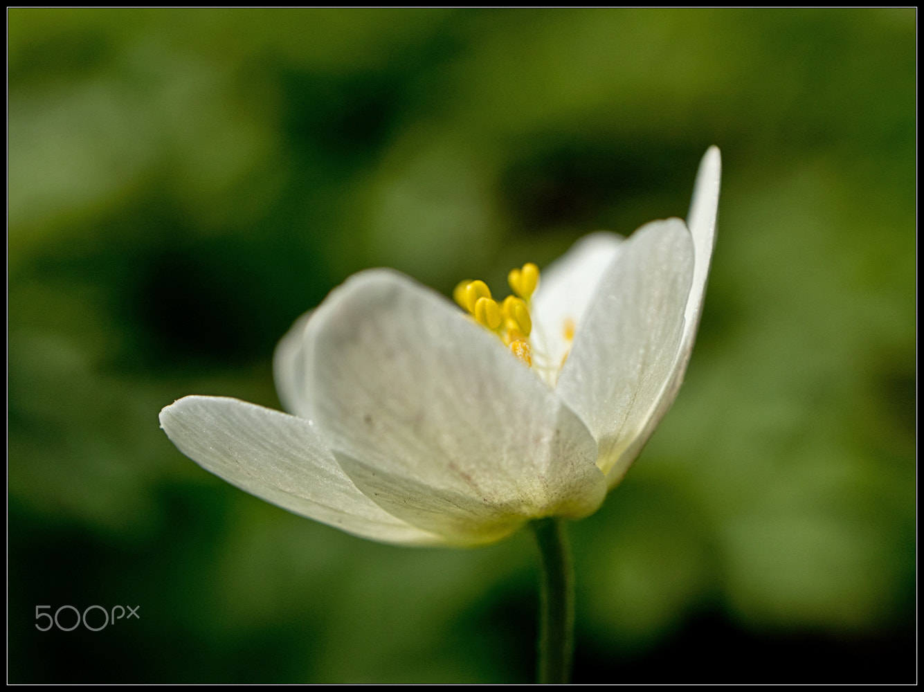 Canon EF-M 28mm F3.5 Macro IS STM sample photo. F o r e s t photography