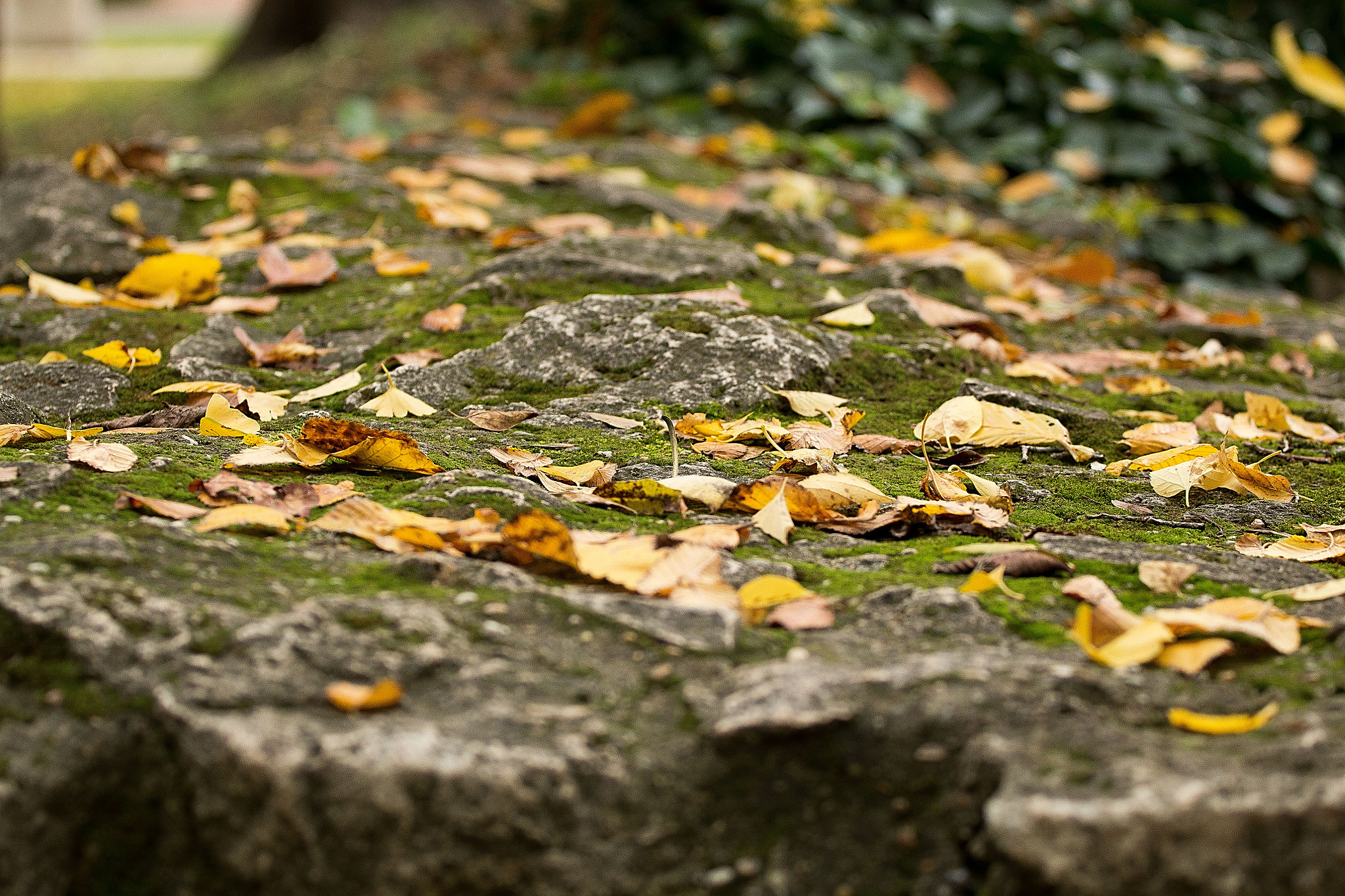 Canon EOS 70D + Canon EF 70-200mm F4L USM sample photo. Autumn () photography
