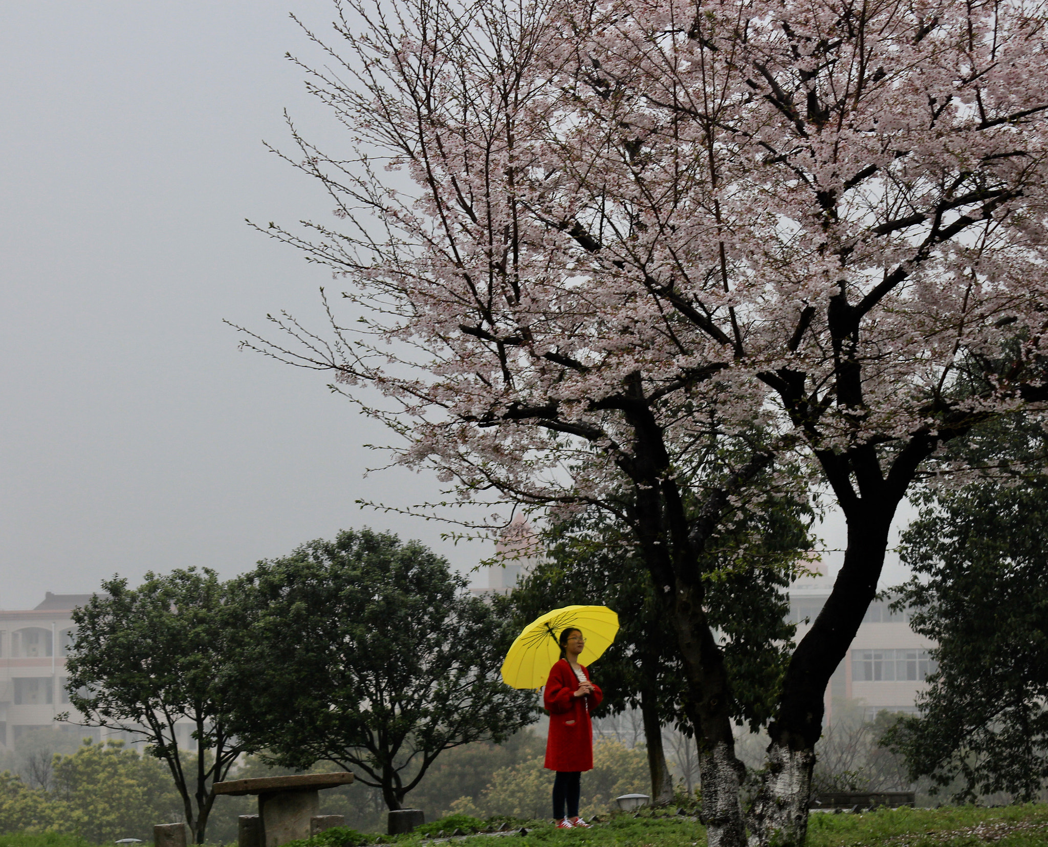 Canon EF 28-200mm F3.5-5.6 USM sample photo. Enjoy the sakura photography