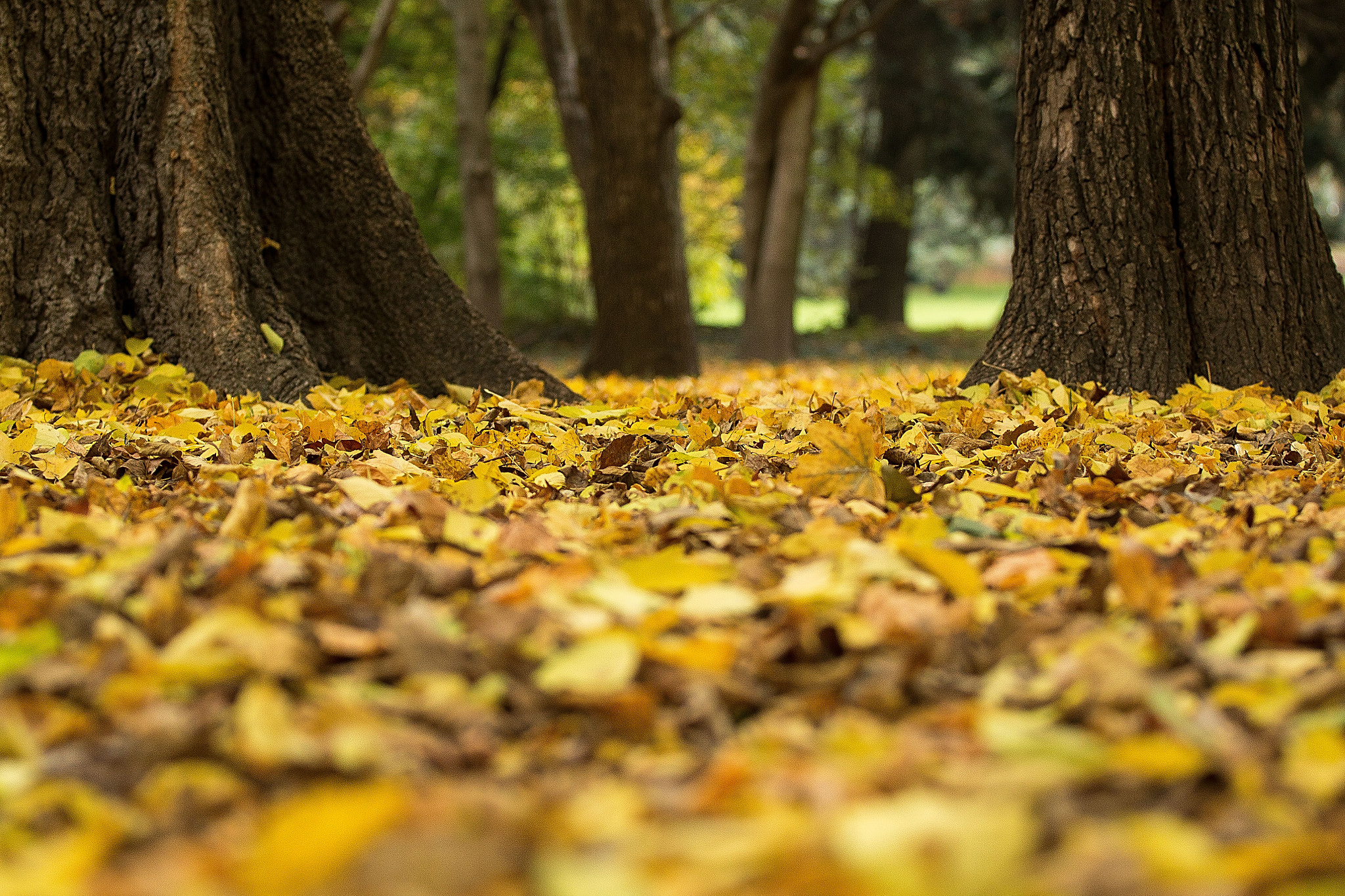 Canon EOS 70D + Canon EF 70-200mm F4L USM sample photo. Autumn () photography